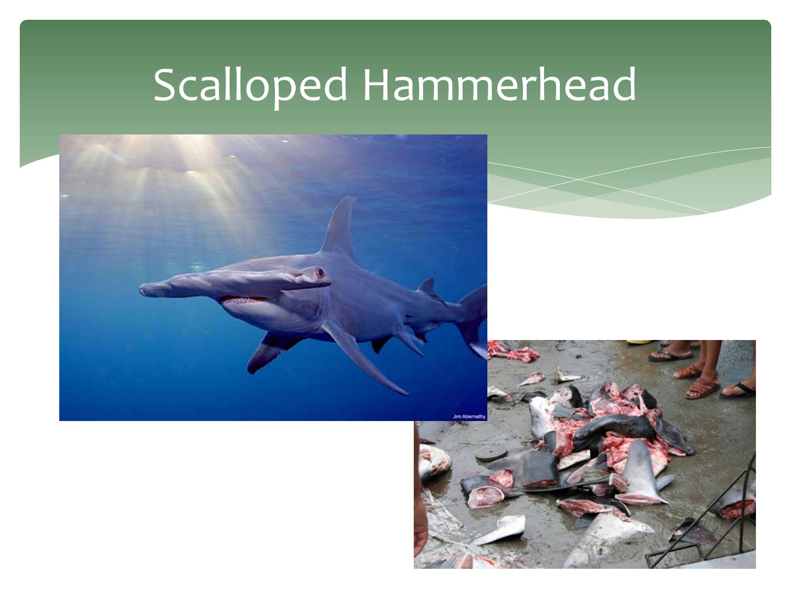 Презентація на тему «Endangered Sea Animals Issues» - Слайд #5