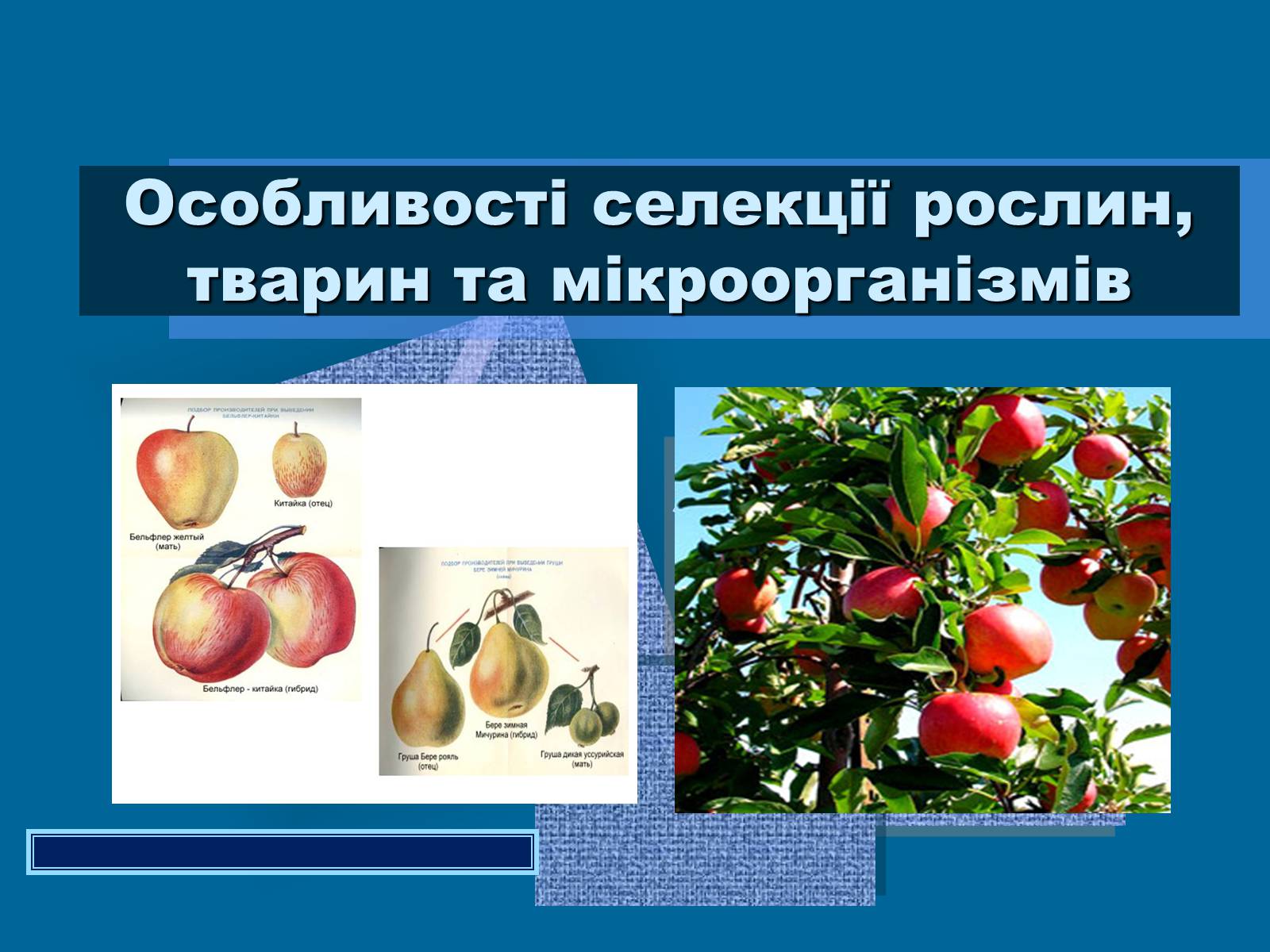 Презентація на тему «Особливості селекції рослин, тварин та мікроорганізмів» (варіант 1) - Слайд #1