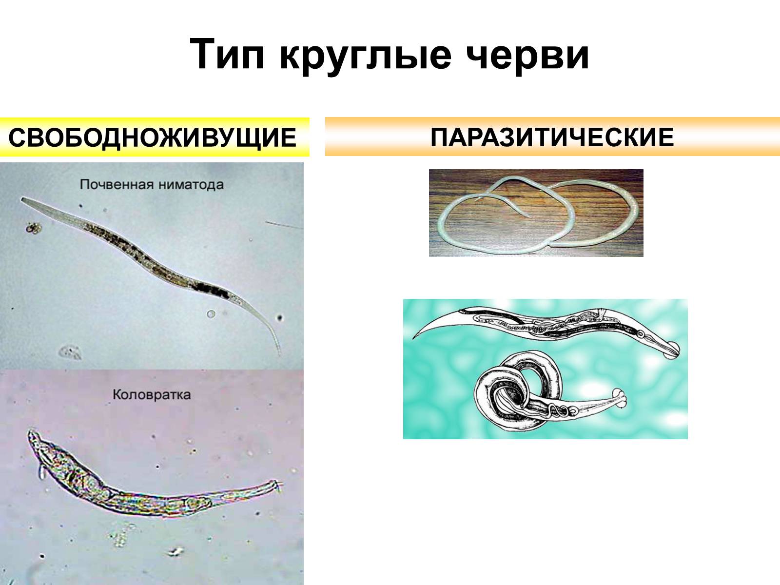 Почему круглых червей. Паразитические черви Тип круглые черви. Свободоживущие и паразитические червей. Свободноживущие нематоды черви. Круглые черви паразиты представители.