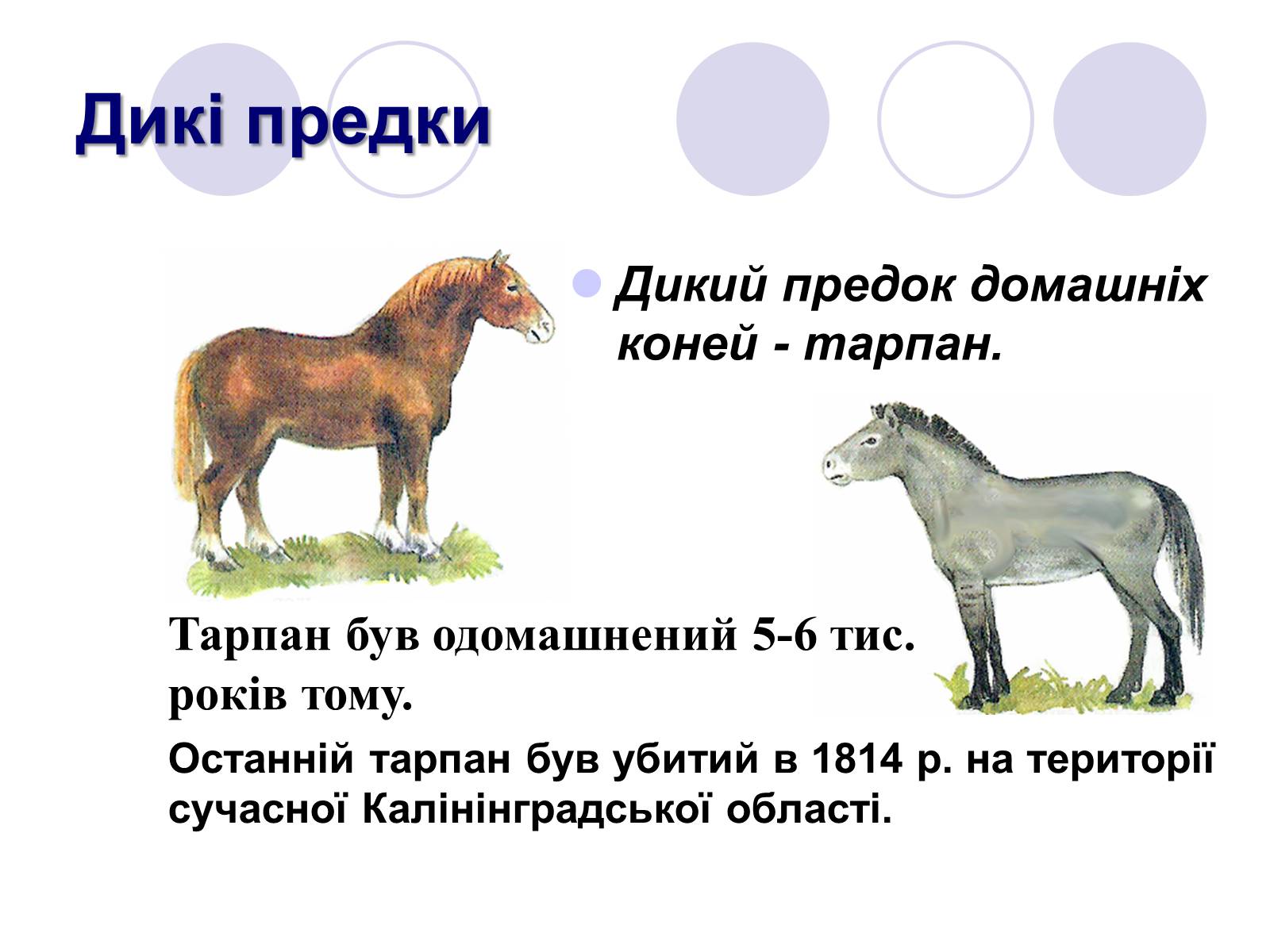 Презентація на тему «Селекція тварин» (варіант 1) - Слайд #3