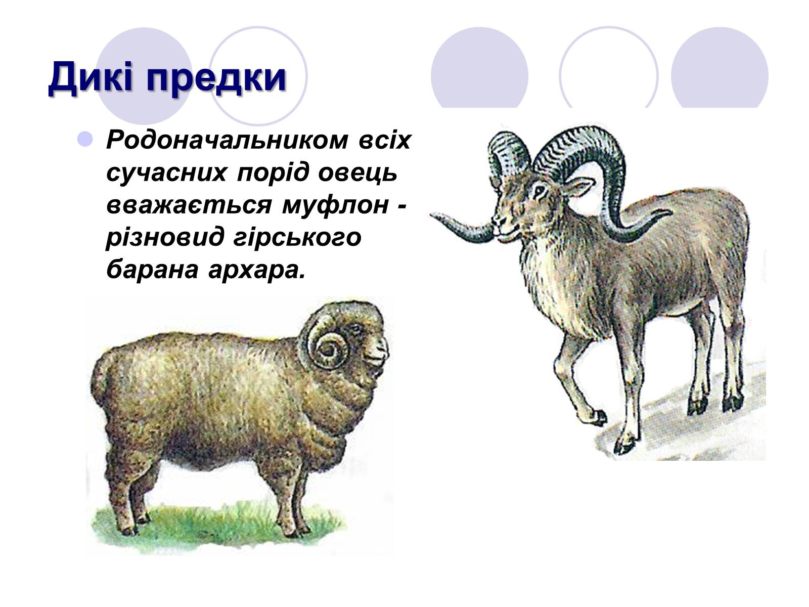 Муфлон предок овец