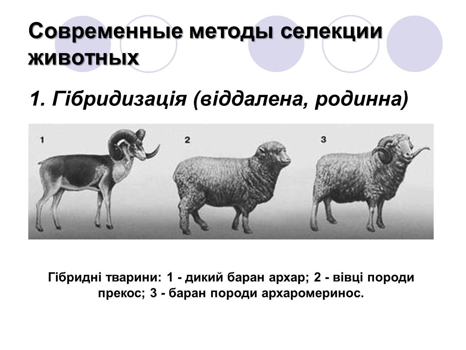 Презентація на тему «Селекція тварин» (варіант 1) - Слайд #10