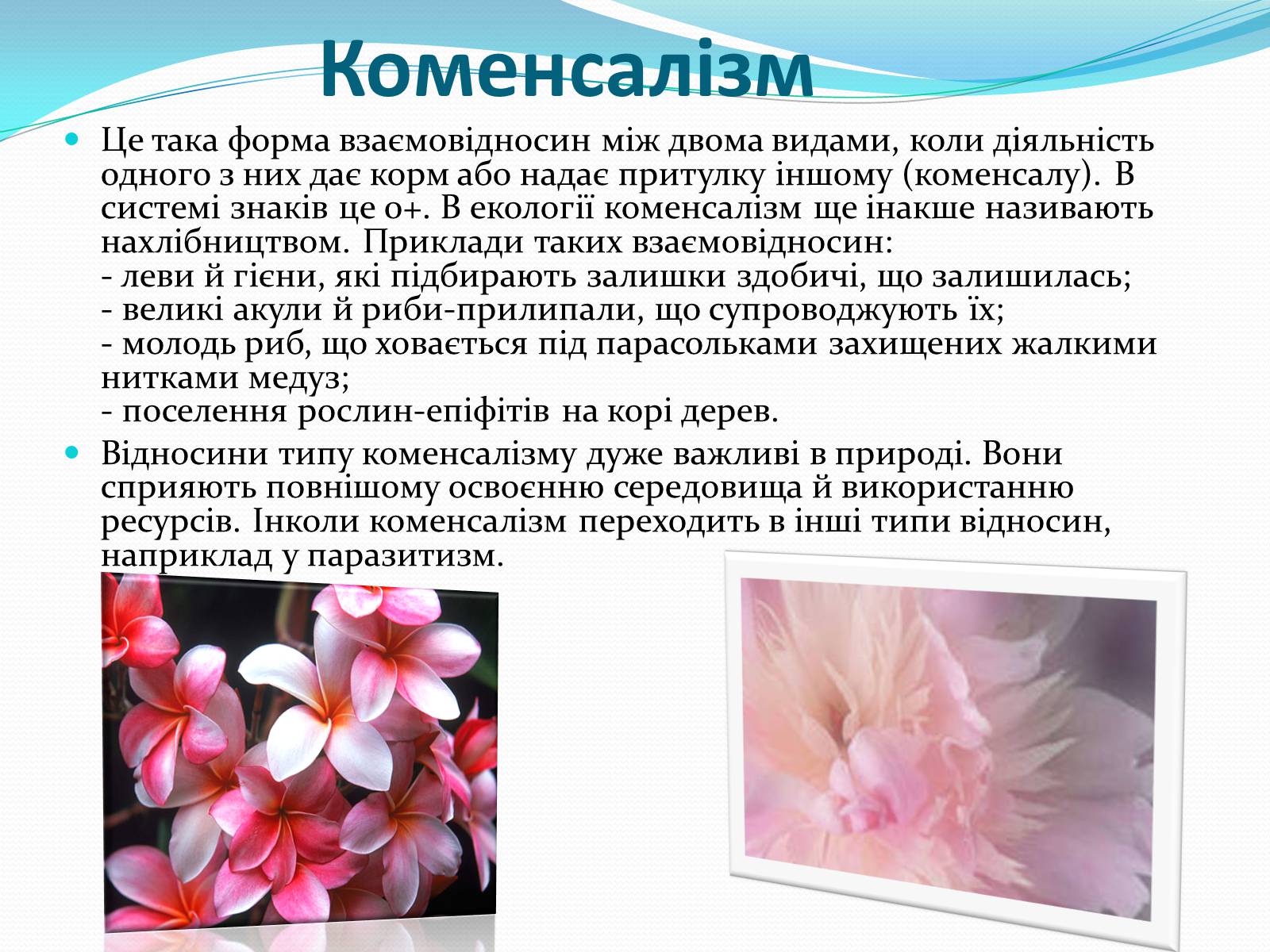 Презентація на тему «Взаємовплив рослин» - Слайд #11