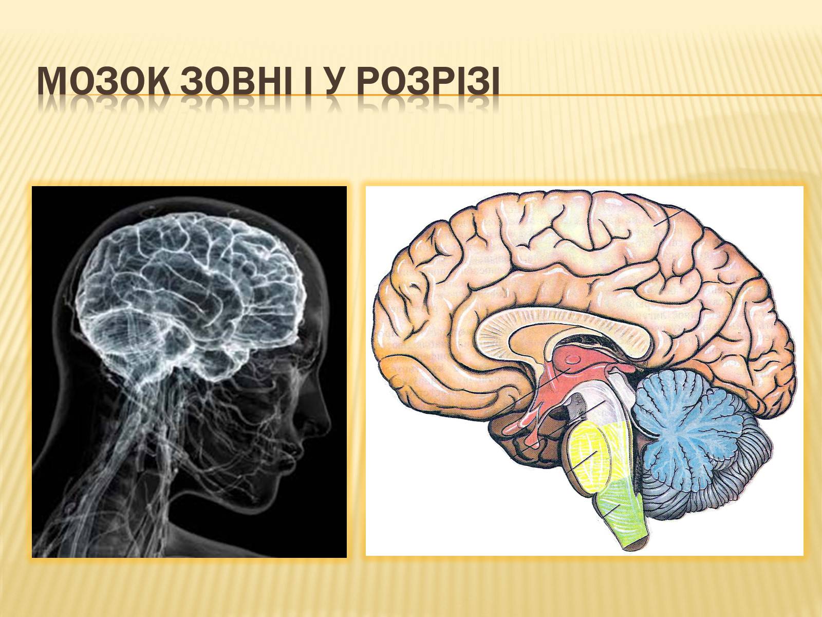 Презентація на тему «Головний мозок» (варіант 1) - Слайд #12