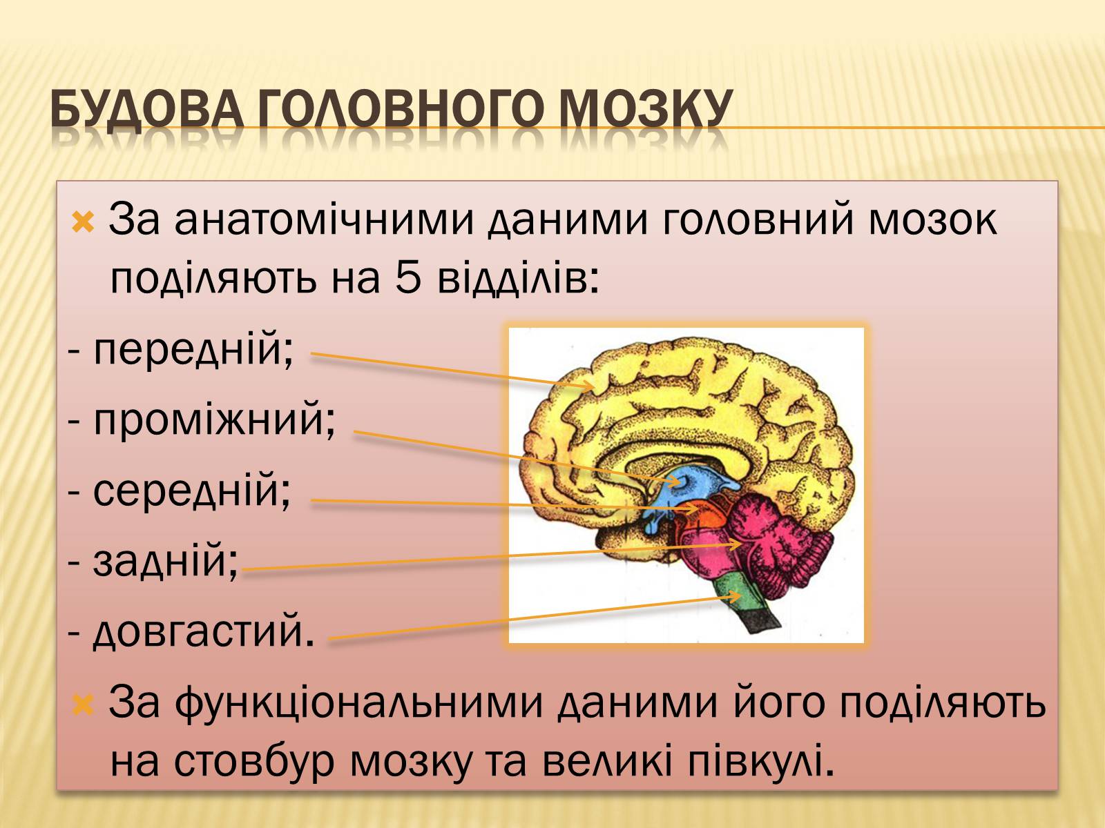 Презентація на тему «Головний мозок» (варіант 1) - Слайд #13