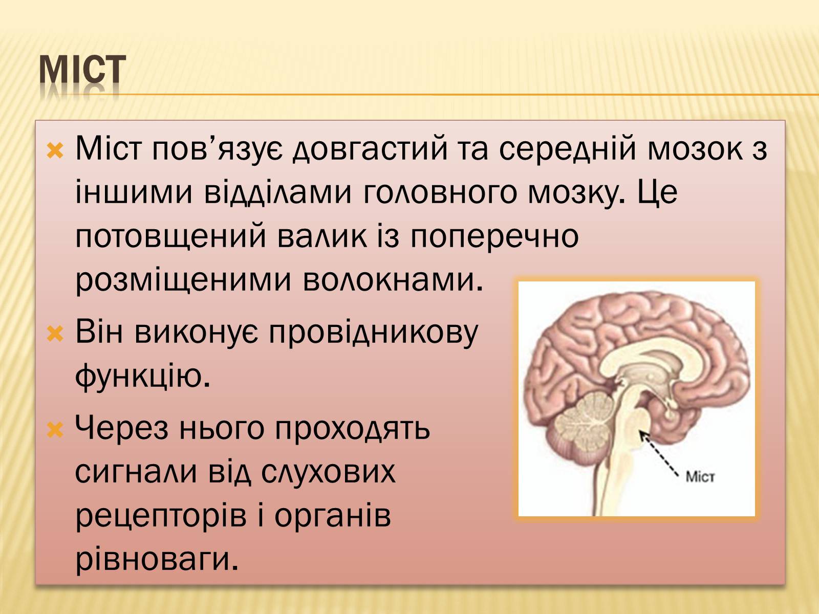 Презентація на тему «Головний мозок» (варіант 1) - Слайд #18