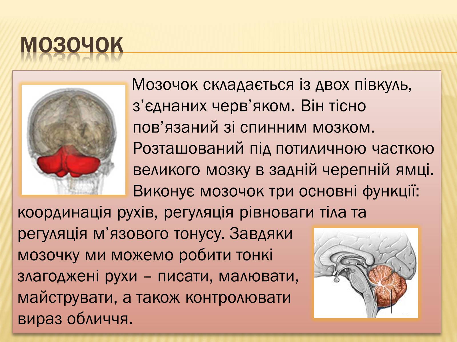 Презентація на тему «Головний мозок» (варіант 1) - Слайд #19