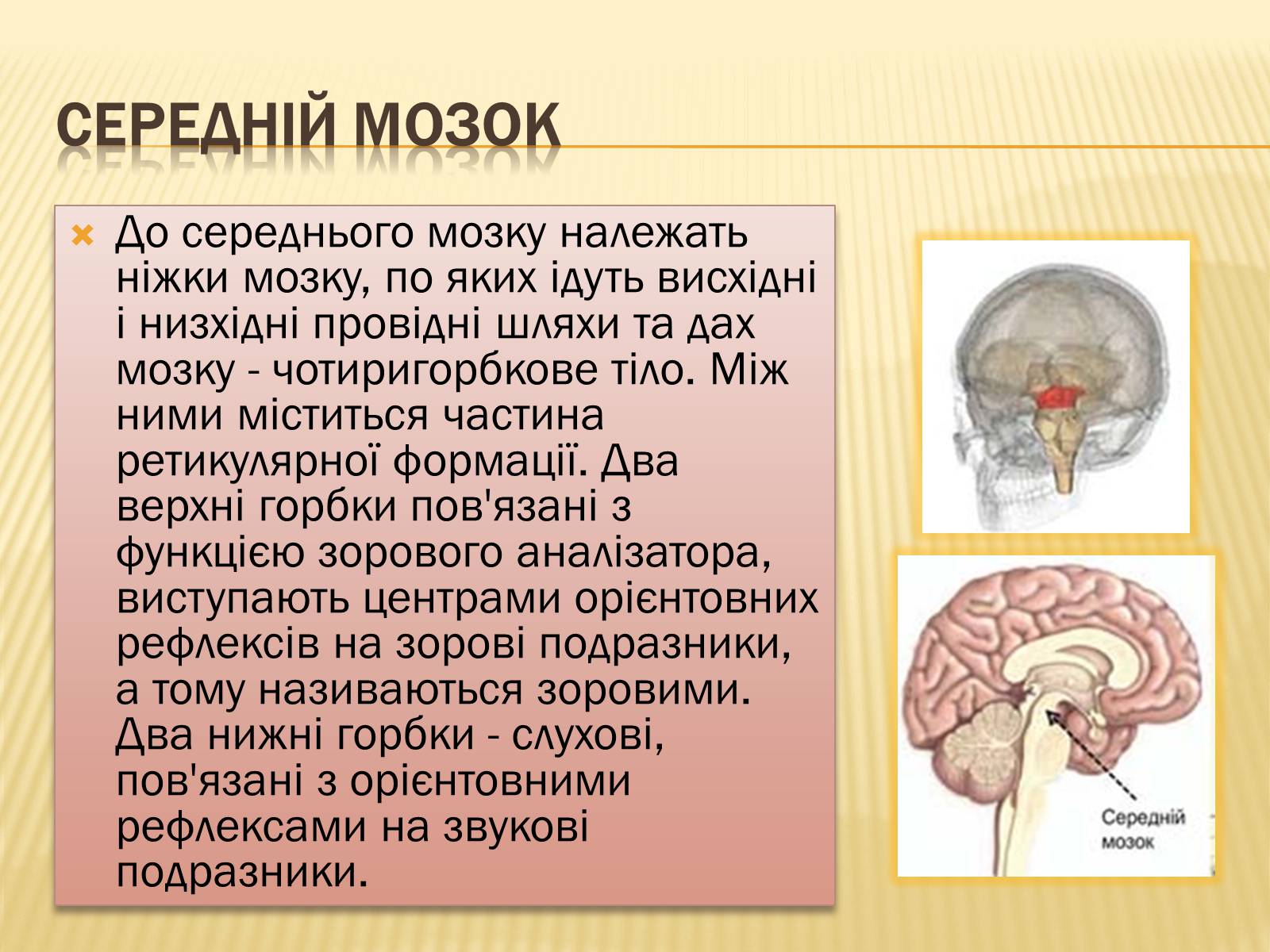 Презентація на тему «Головний мозок» (варіант 1) - Слайд #20