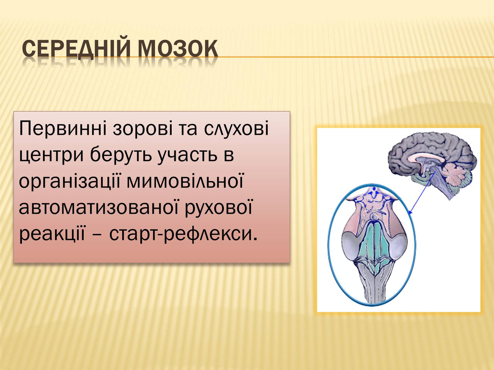 Презентація на тему «Головний мозок» (варіант 1) - Слайд #21