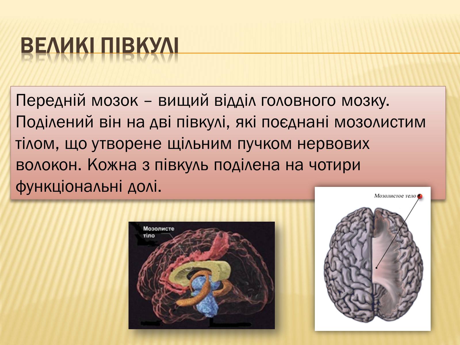 Презентація на тему «Головний мозок» (варіант 1) - Слайд #23