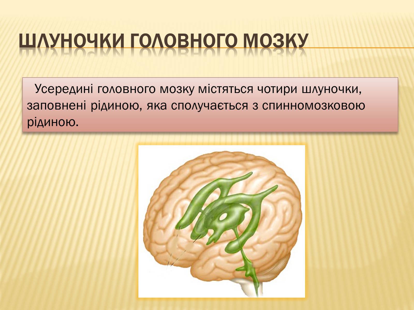 Презентація на тему «Головний мозок» (варіант 1) - Слайд #25