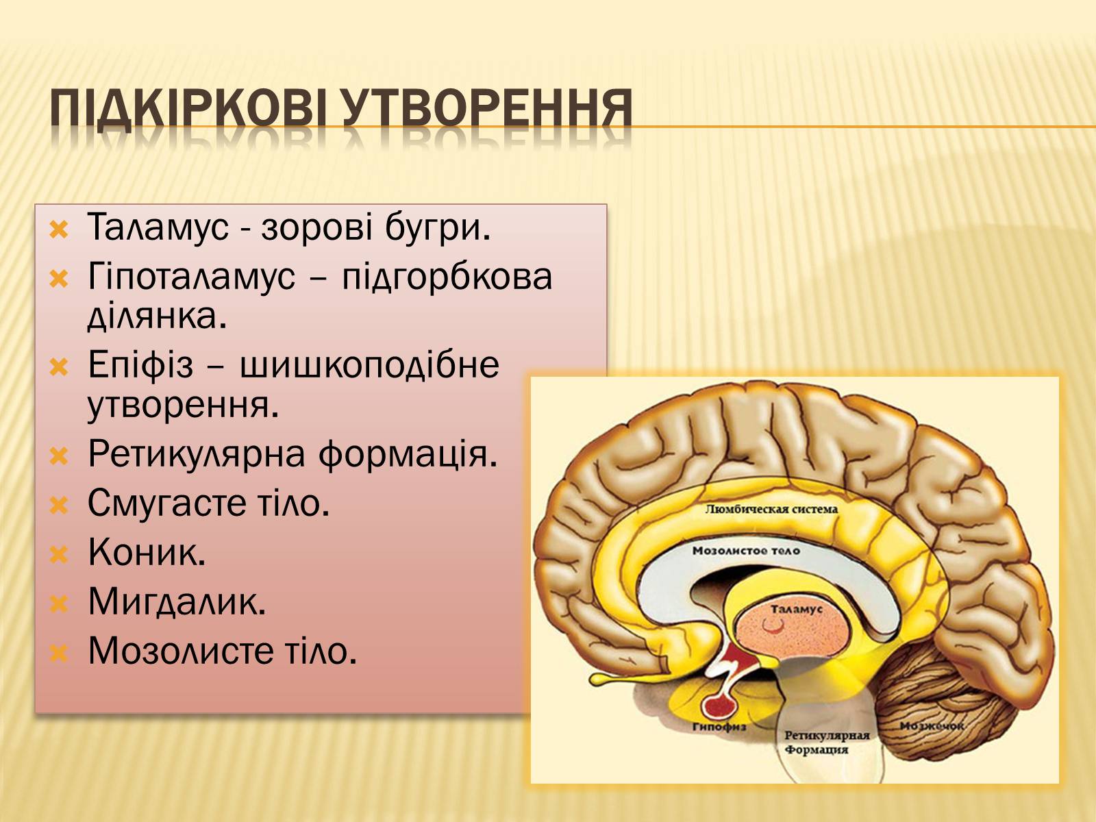 Презентація на тему «Головний мозок» (варіант 1) - Слайд #26