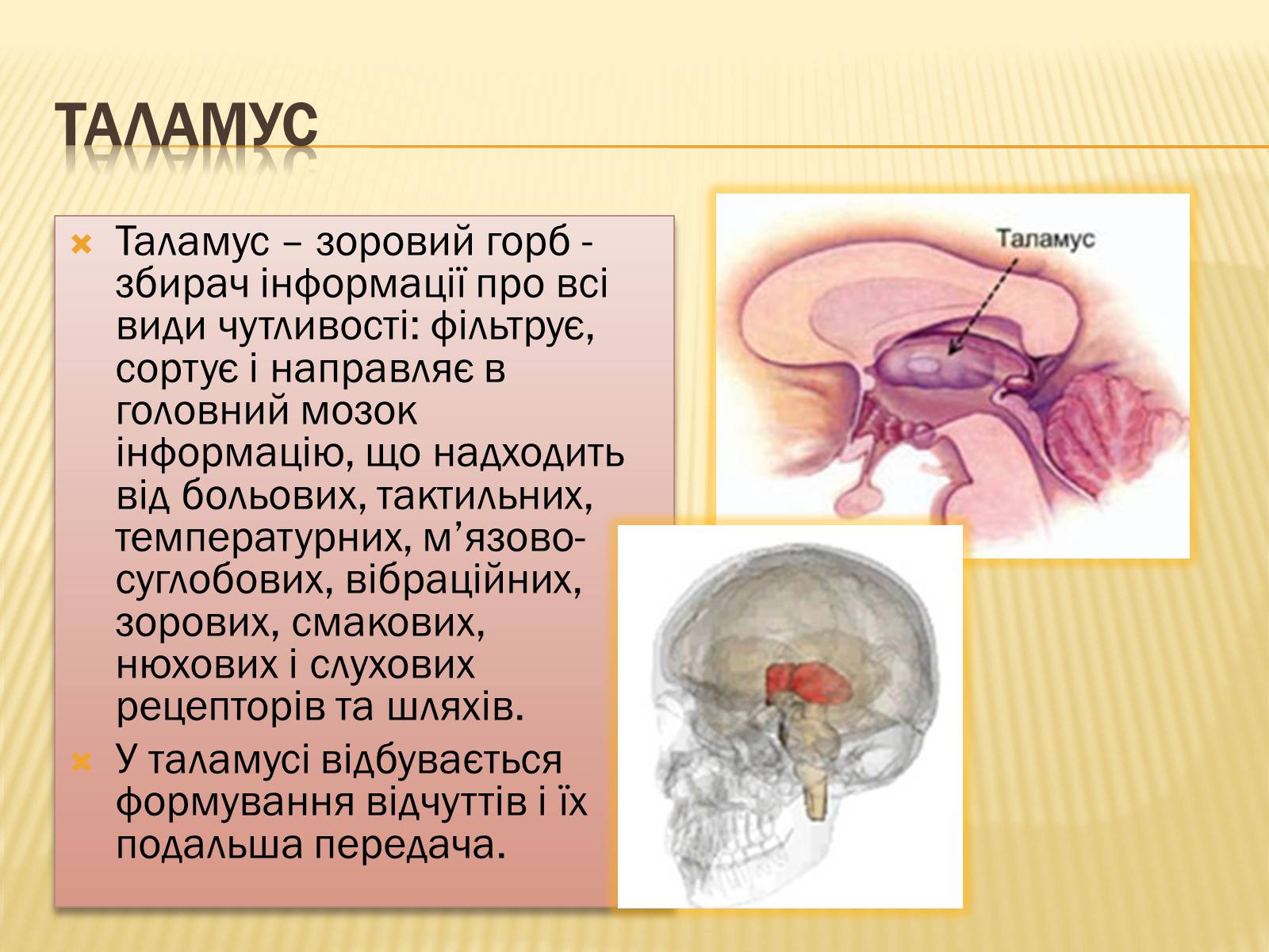 Презентація на тему «Головний мозок» (варіант 1) - Слайд #28