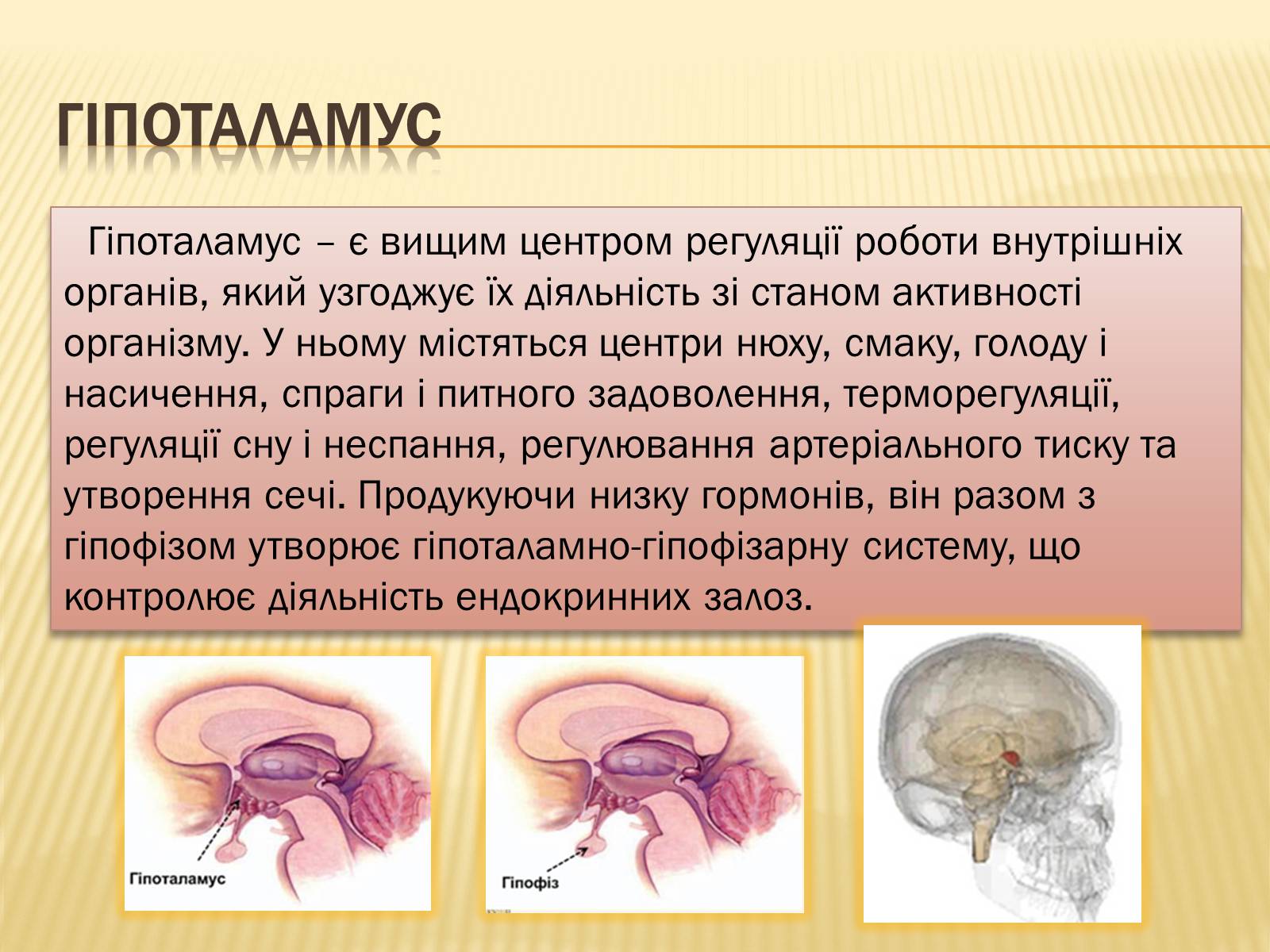 Презентація на тему «Головний мозок» (варіант 1) - Слайд #29