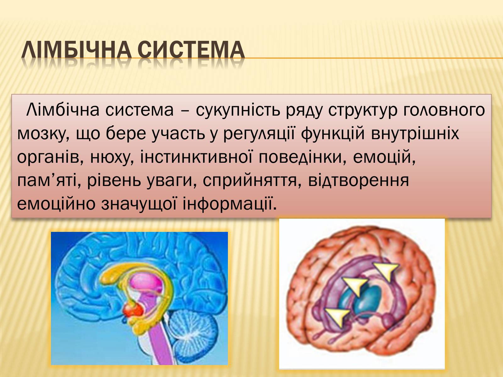 Презентація на тему «Головний мозок» (варіант 1) - Слайд #31