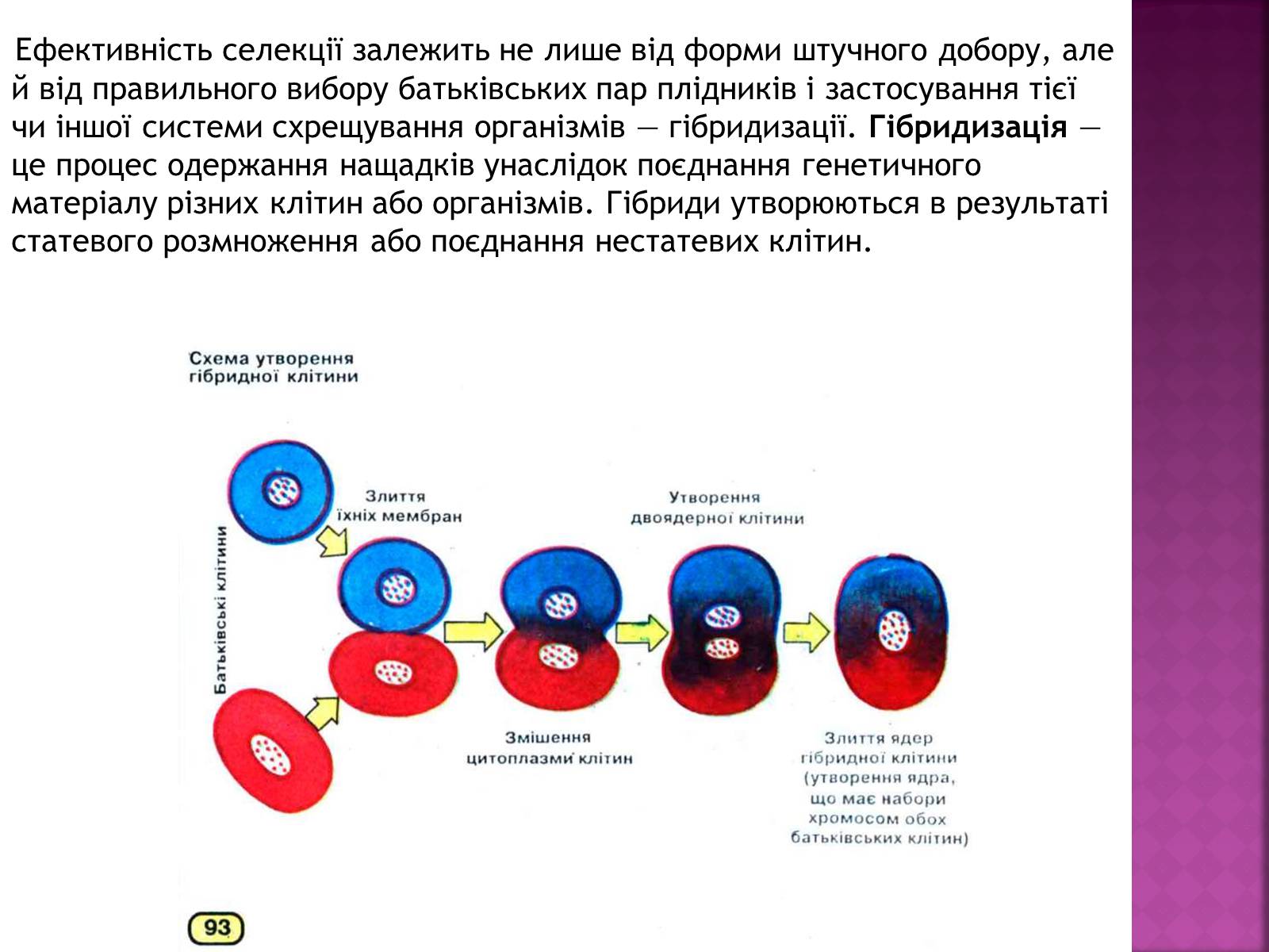 Презентація на тему «Генетичні основи селекції організмів» (варіант 1) - Слайд #11