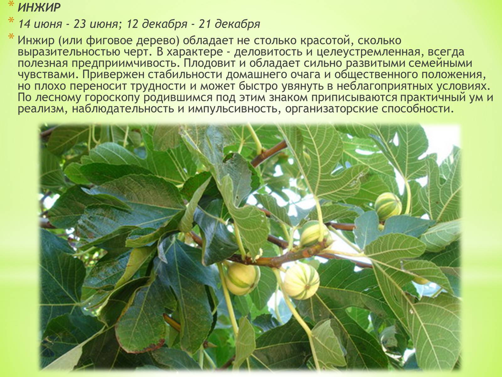Плоды чудо дерево сканворд 5