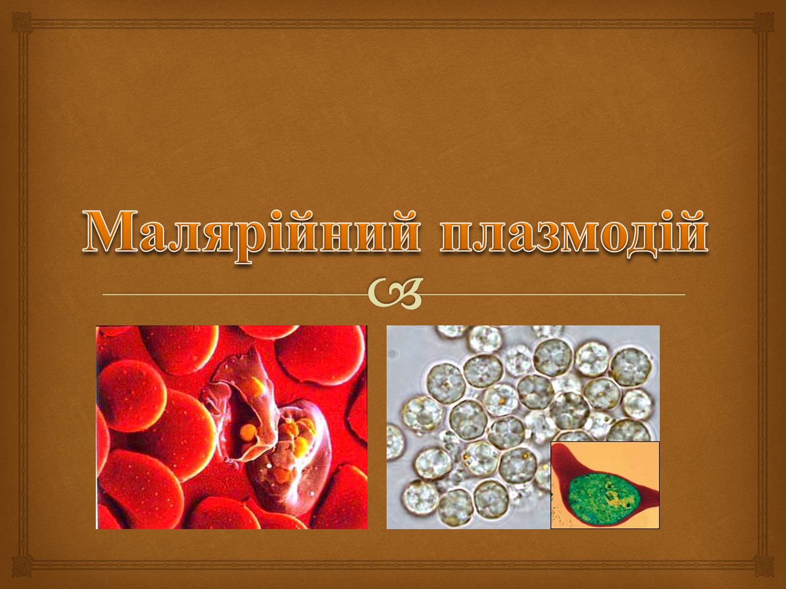 Презентація на тему «Малярійний плазмодій» - Слайд #1