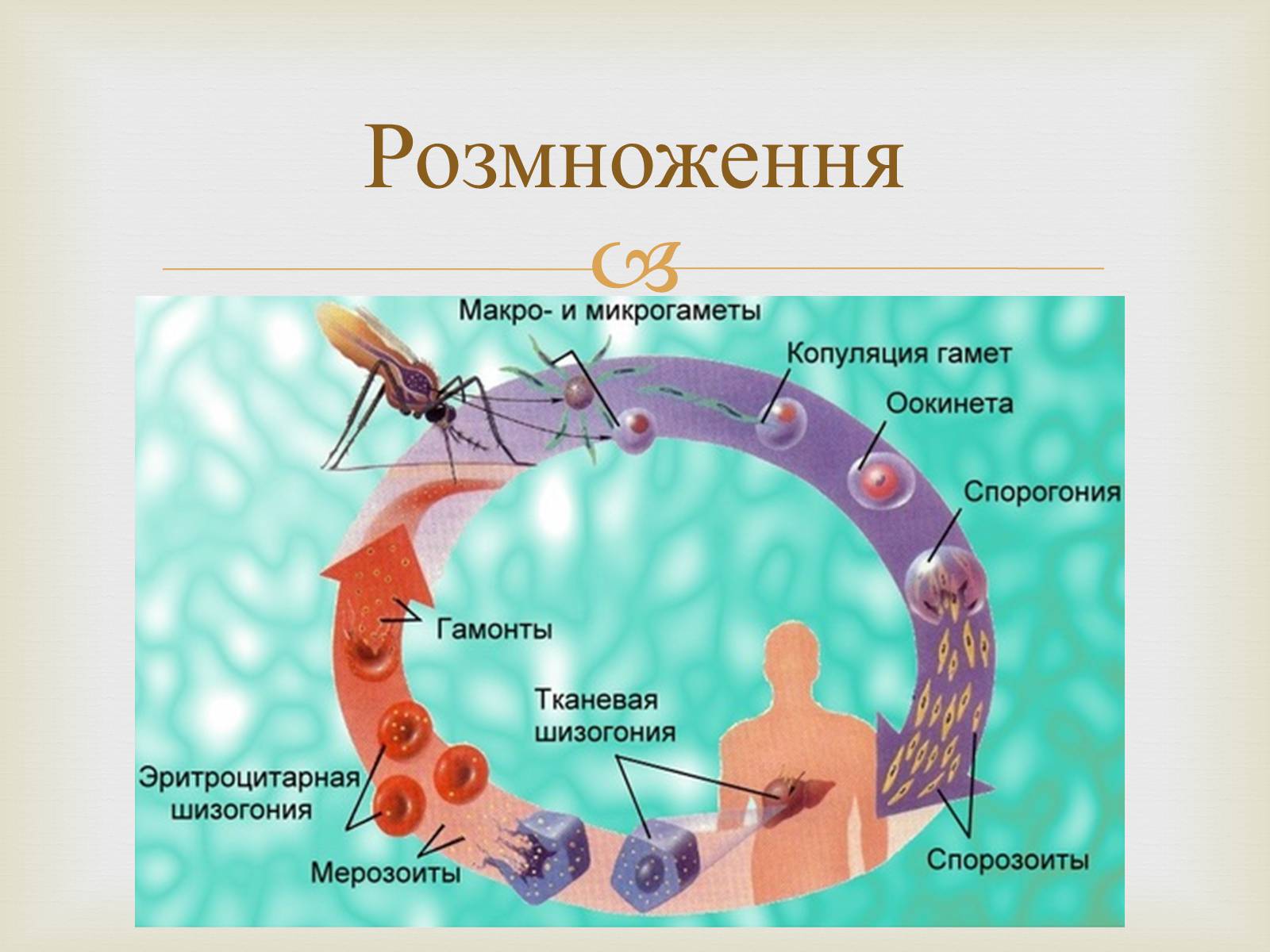 Цикл малярии. Цикл малярийного плазмодия схема. Цикл размножения малярийного плазмодия схема. Цикл развития малярийного плазмодия. Стадия жизненного цикла паразита малярийного плазмодия.