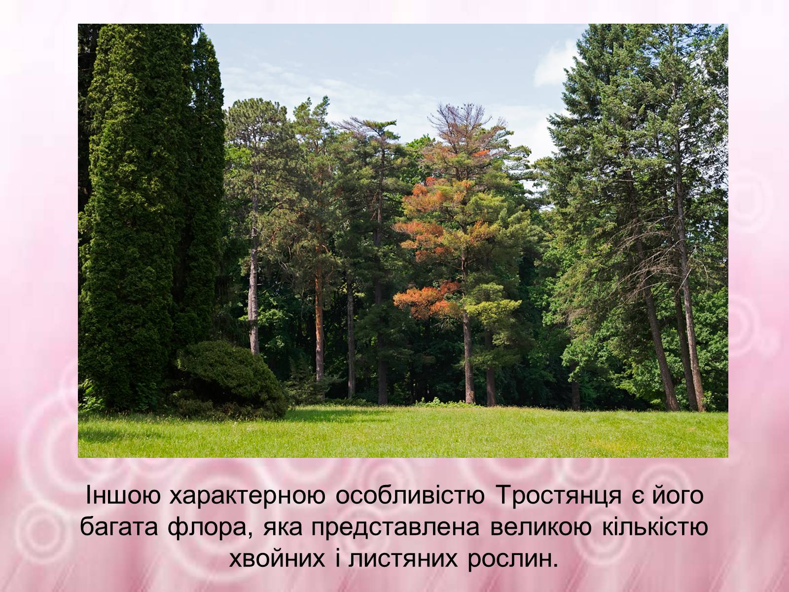 Презентація на тему «Державний дендрологічний парк «Тростянець»» - Слайд #5