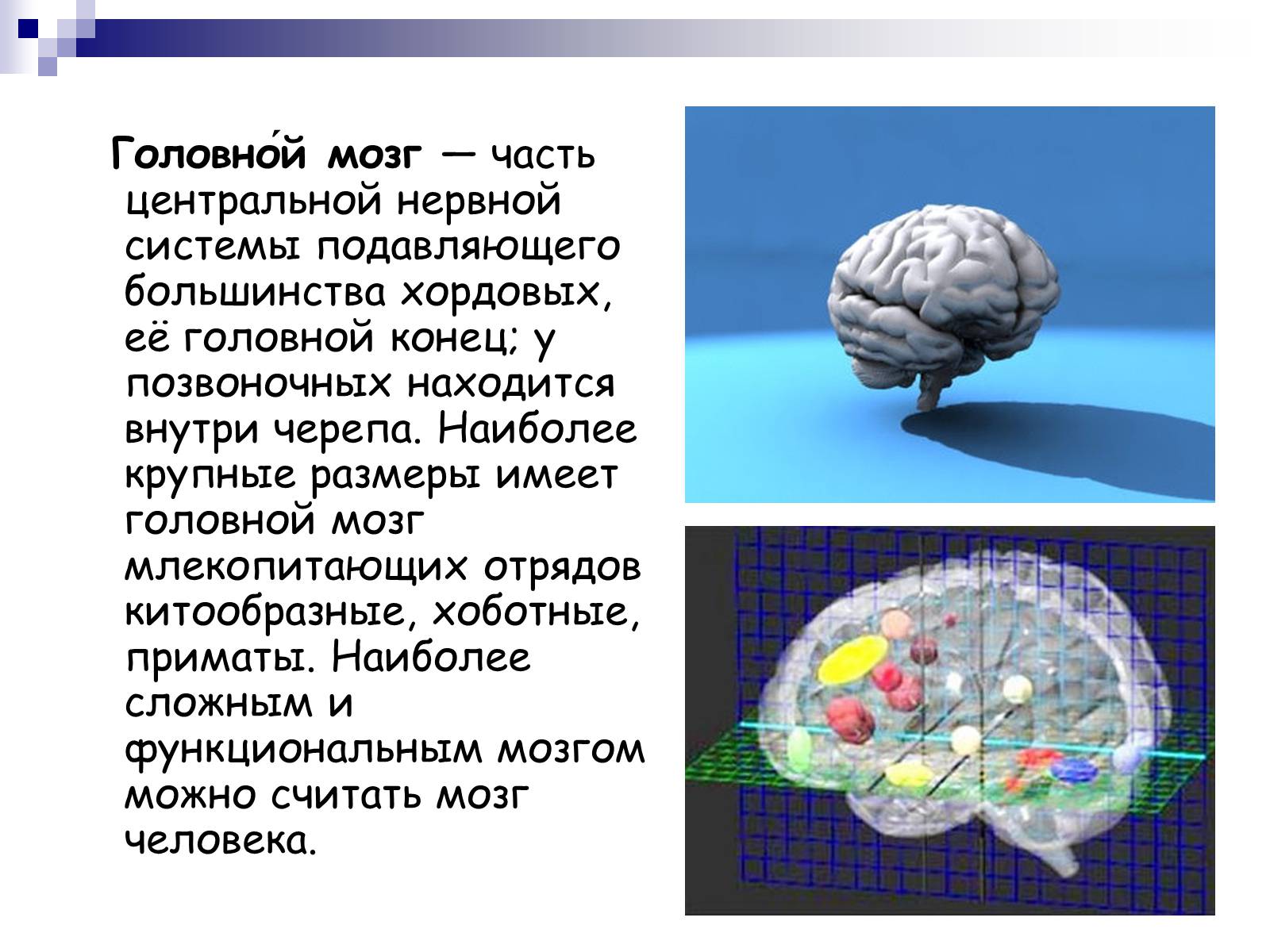 Презентація на тему «Человеский мозг» - Слайд #2