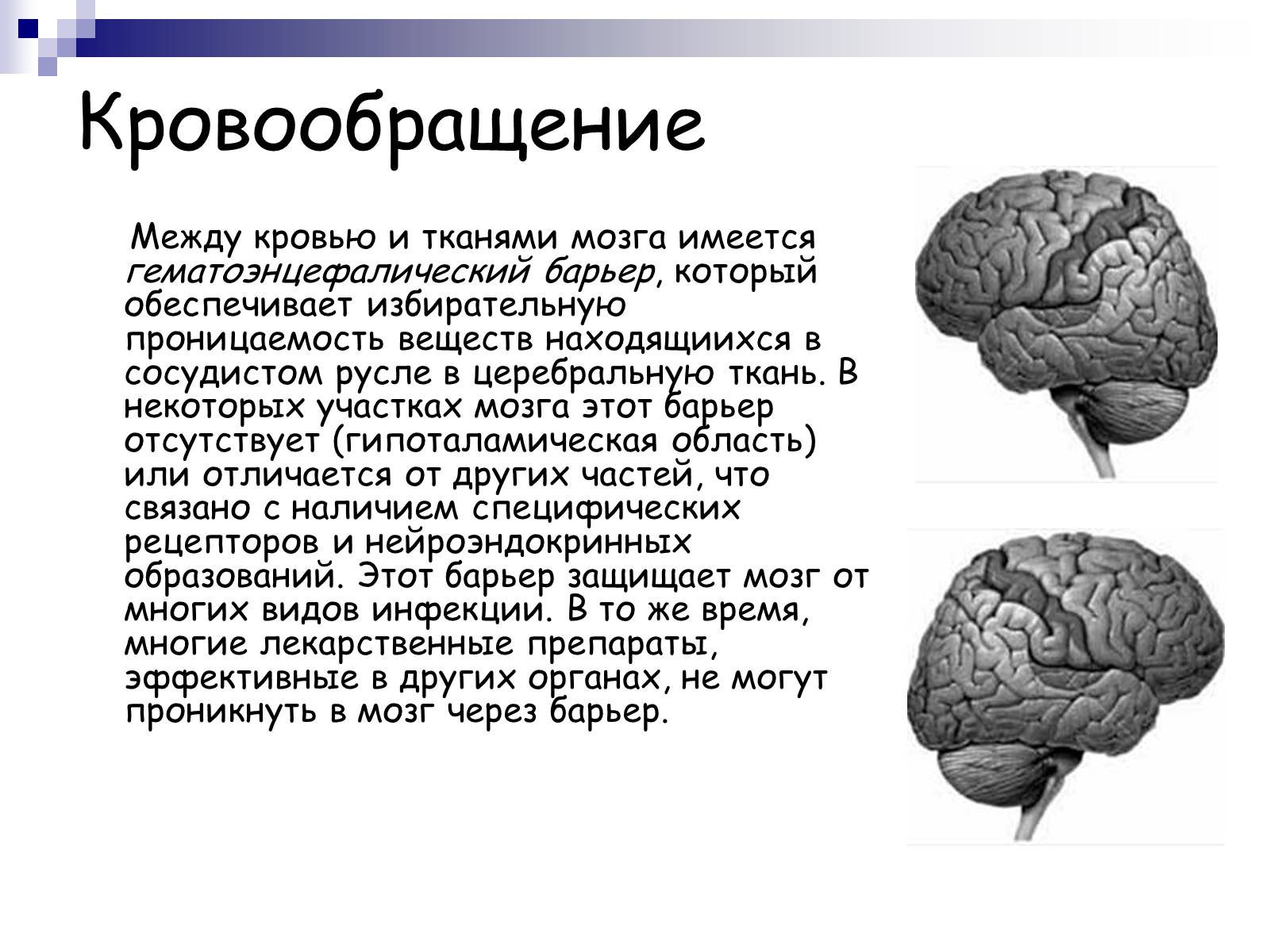 Презентація на тему «Человеский мозг» - Слайд #7
