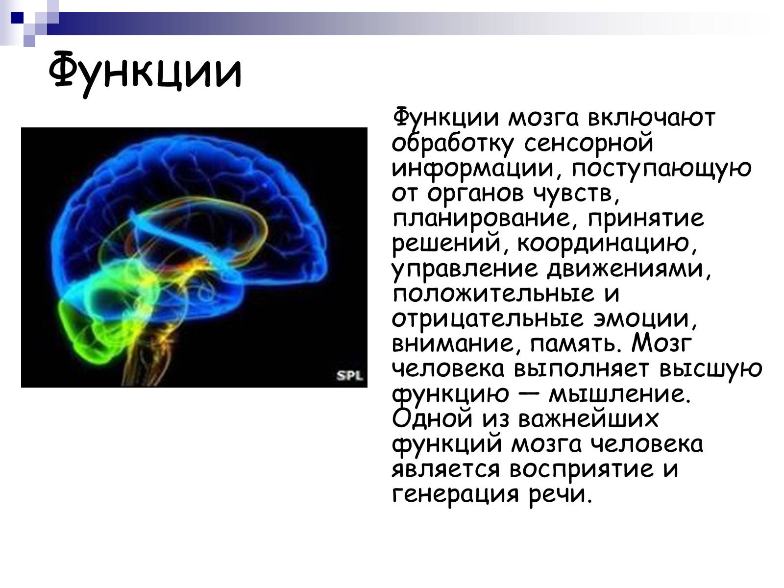 Презентація на тему «Человеский мозг» - Слайд #8