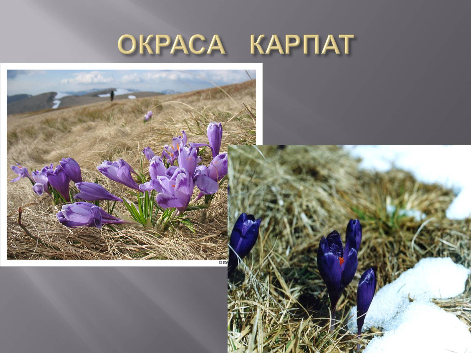 Презентація на тему «Українські Карпати» (варіант 2) - Слайд #16
