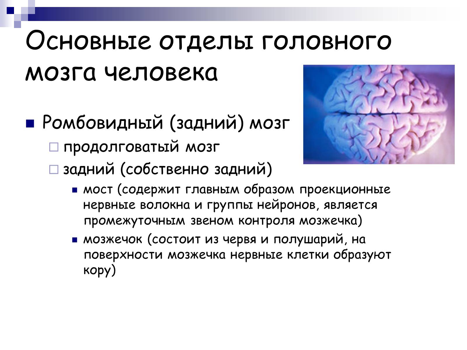 Презентація на тему «Человеский мозг» - Слайд #10