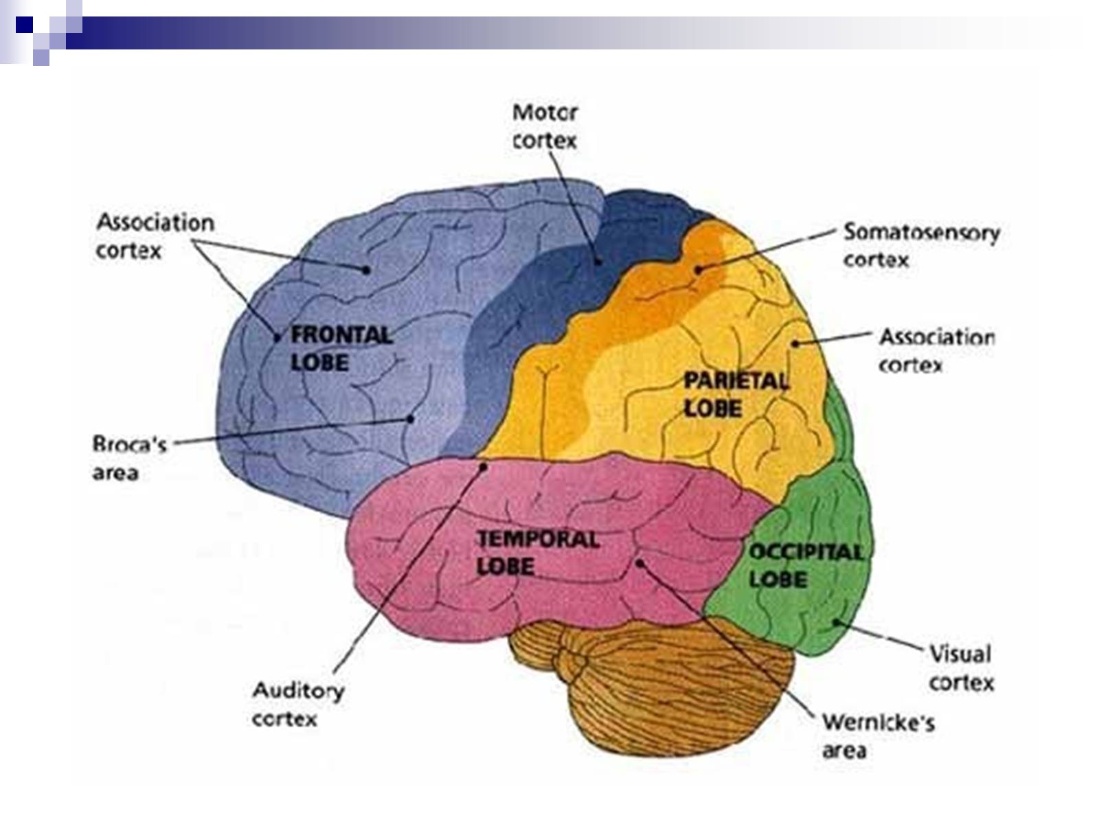 Презентація на тему «Человеский мозг» - Слайд #14