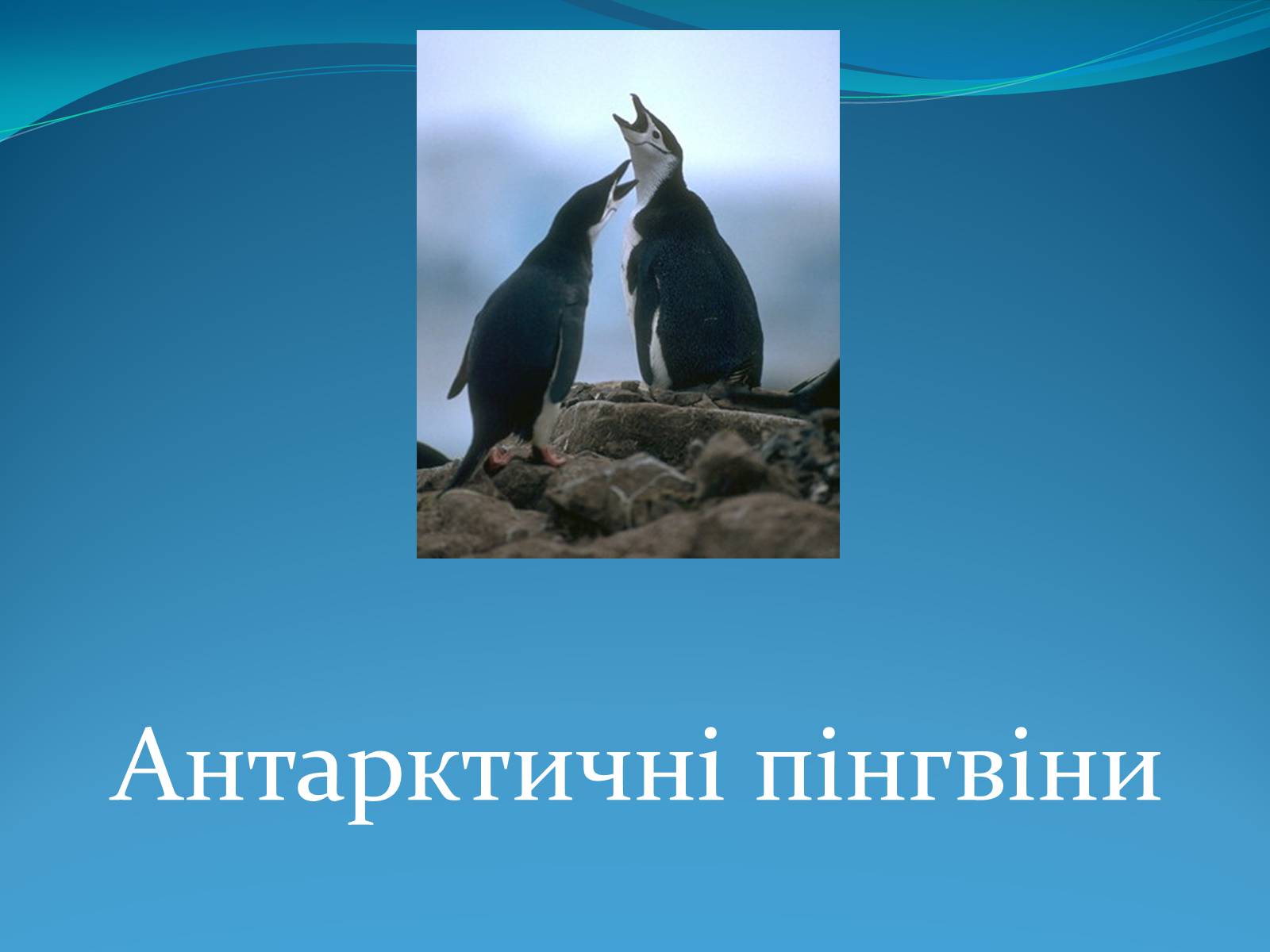 Презентація на тему «Антарктида» (варіант 1) - Слайд #11