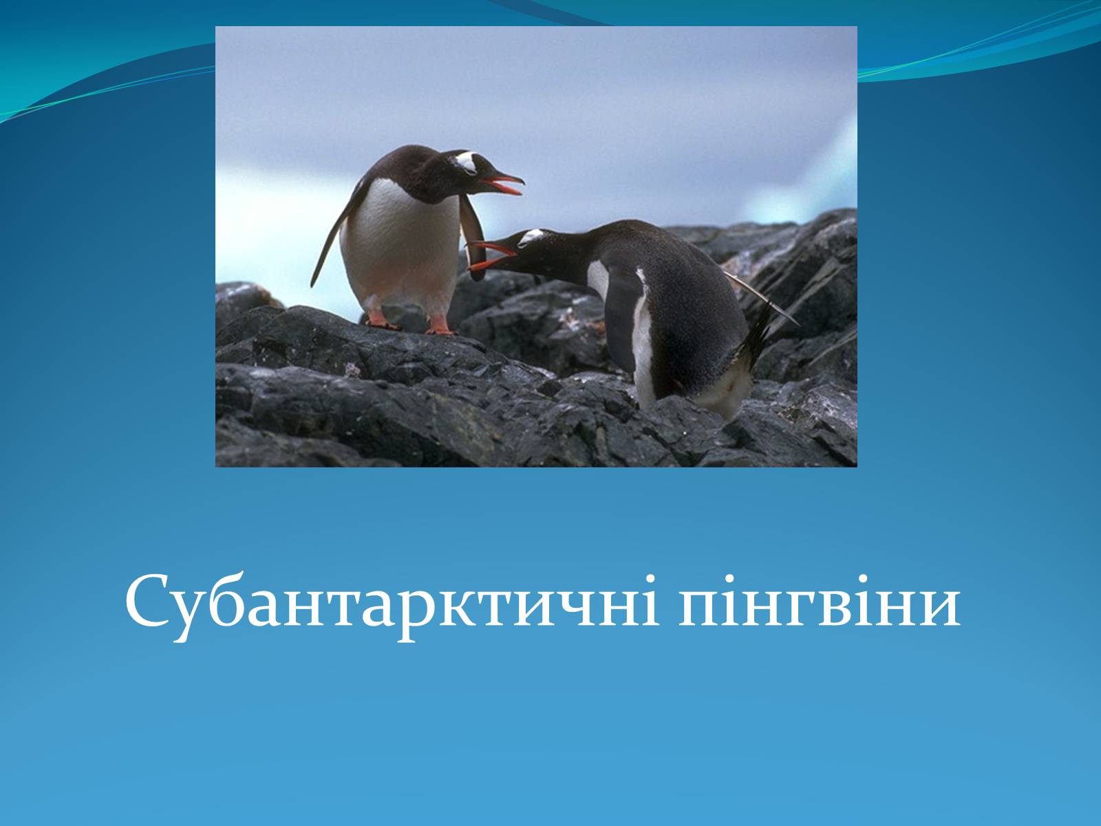 Презентація на тему «Антарктида» (варіант 1) - Слайд #16