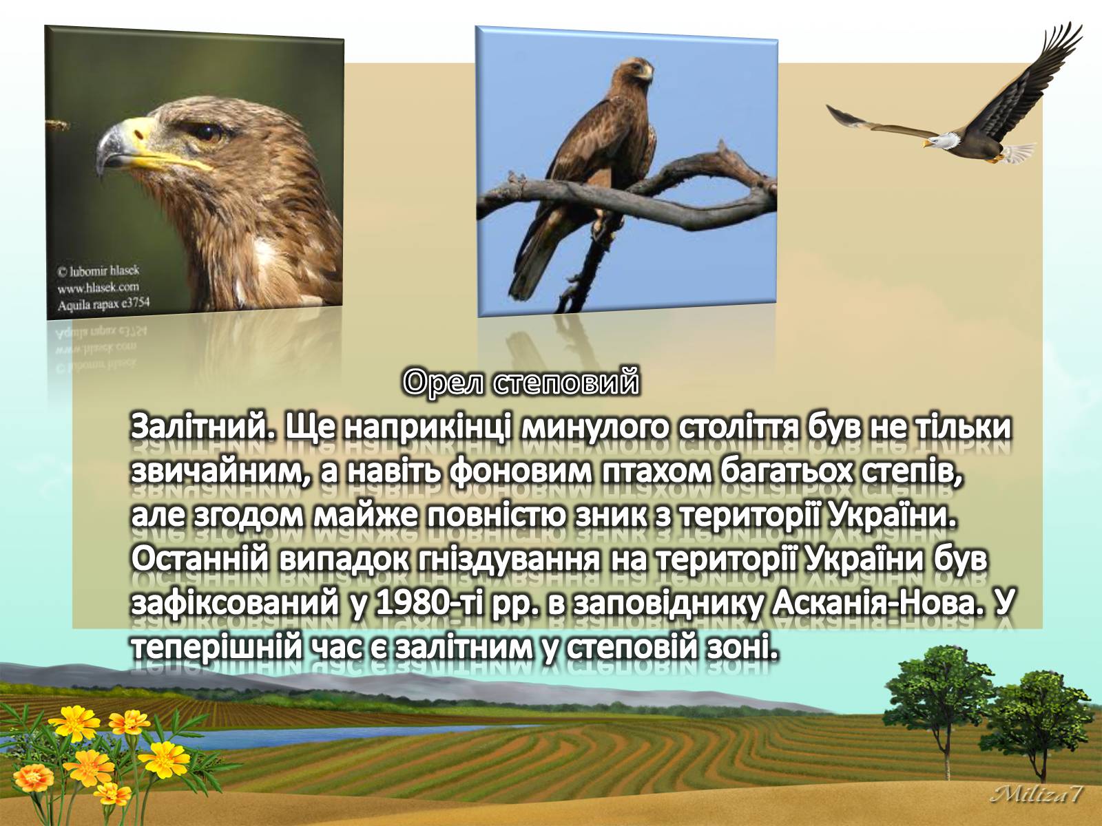 Презентація на тему «Птахи занесені в Червону книгу України» - Слайд #2