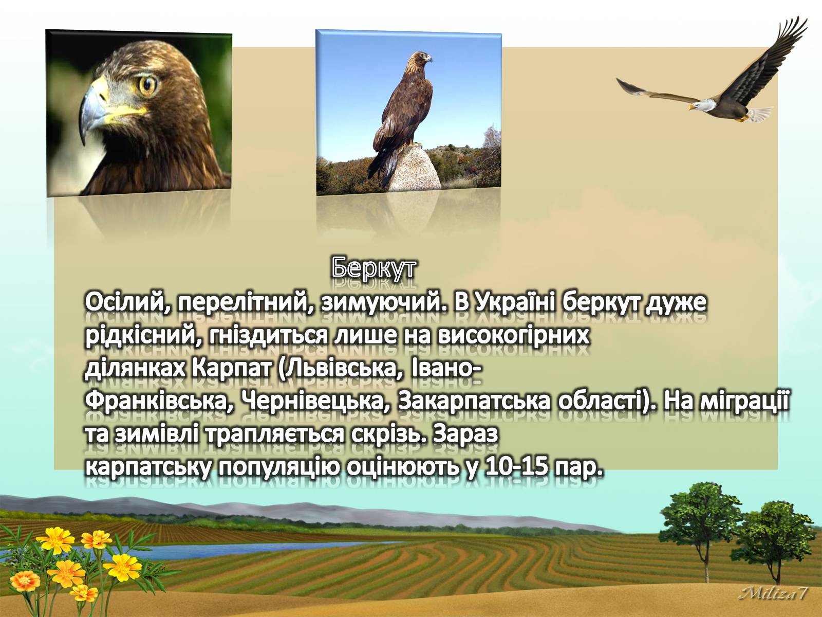 Презентація на тему «Птахи занесені в Червону книгу України» - Слайд #3