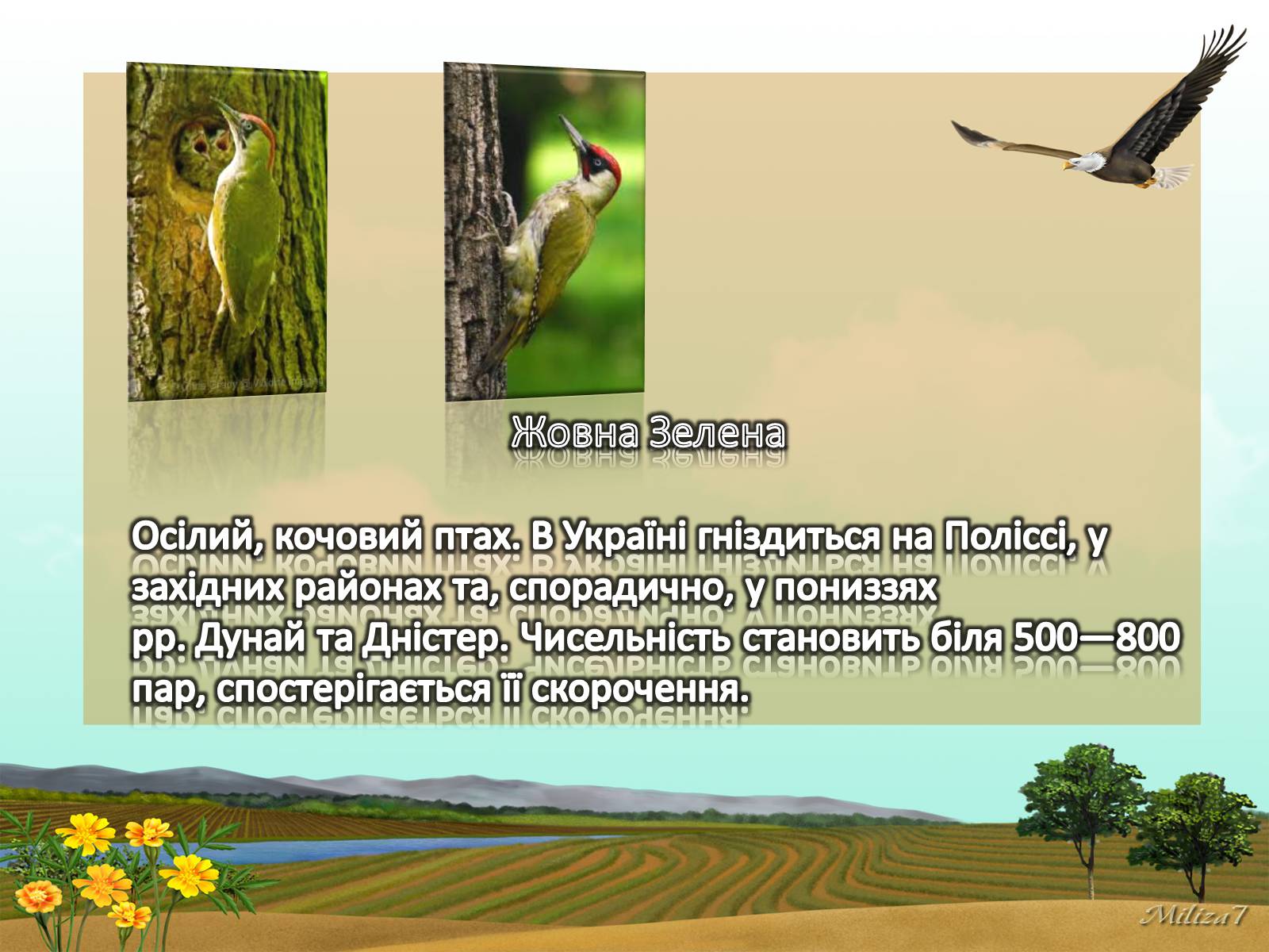 Презентація на тему «Птахи занесені в Червону книгу України» - Слайд #5