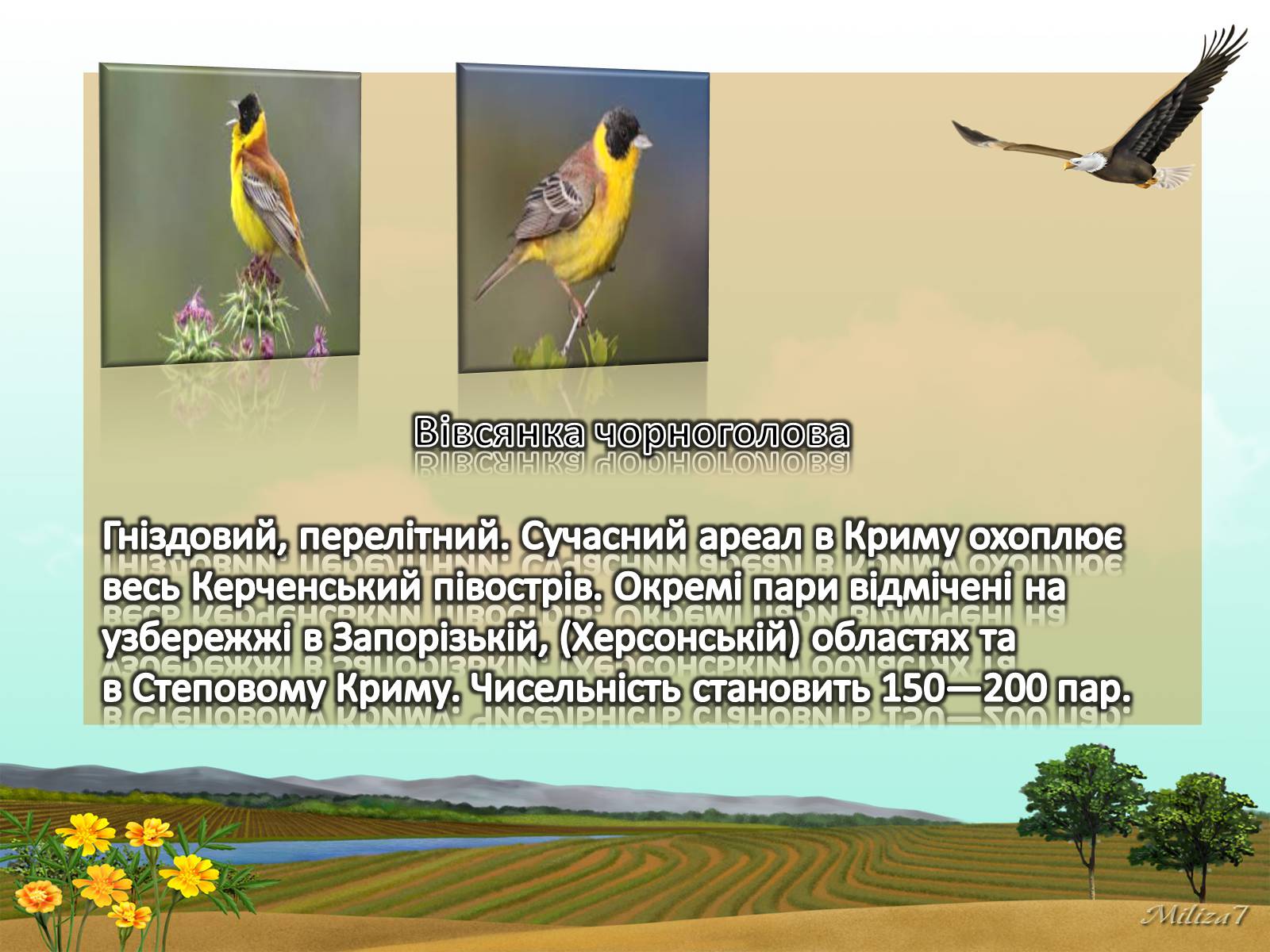 Презентація на тему «Птахи занесені в Червону книгу України» - Слайд #6