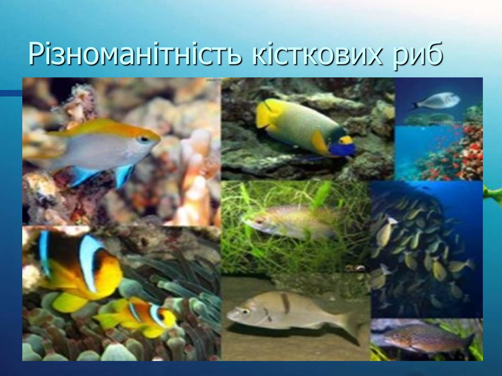 Презентація на тему «Різноманітність кісткових риб» (варіант 1) - Слайд #3