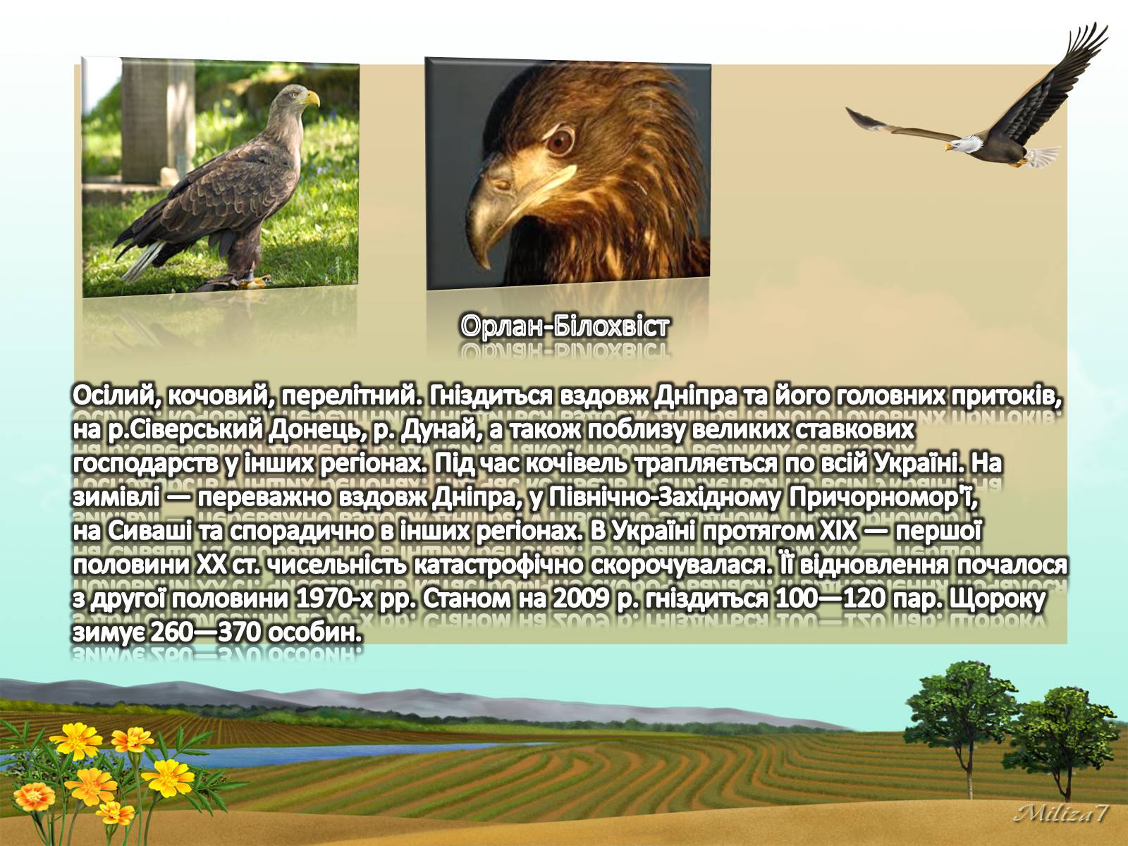 Презентація на тему «Птахи занесені в Червону книгу України» - Слайд #8