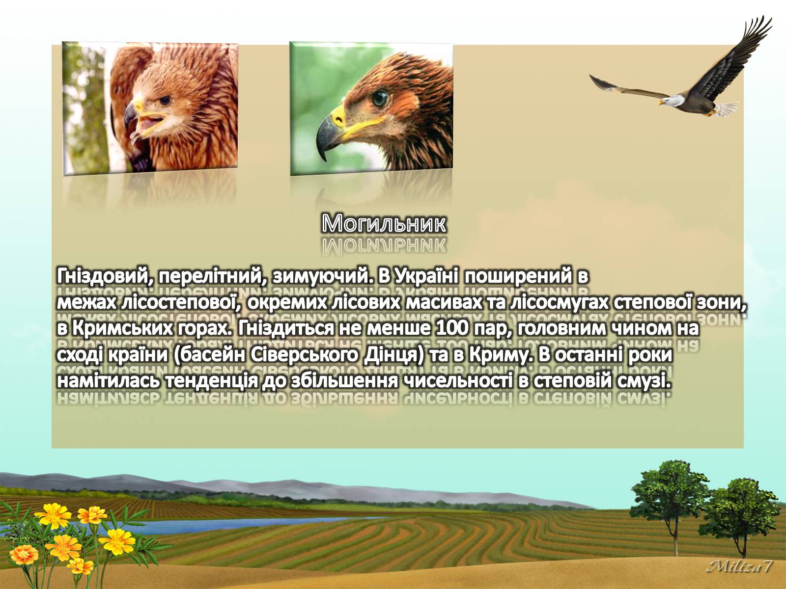 Презентація на тему «Птахи занесені в Червону книгу України» - Слайд #9