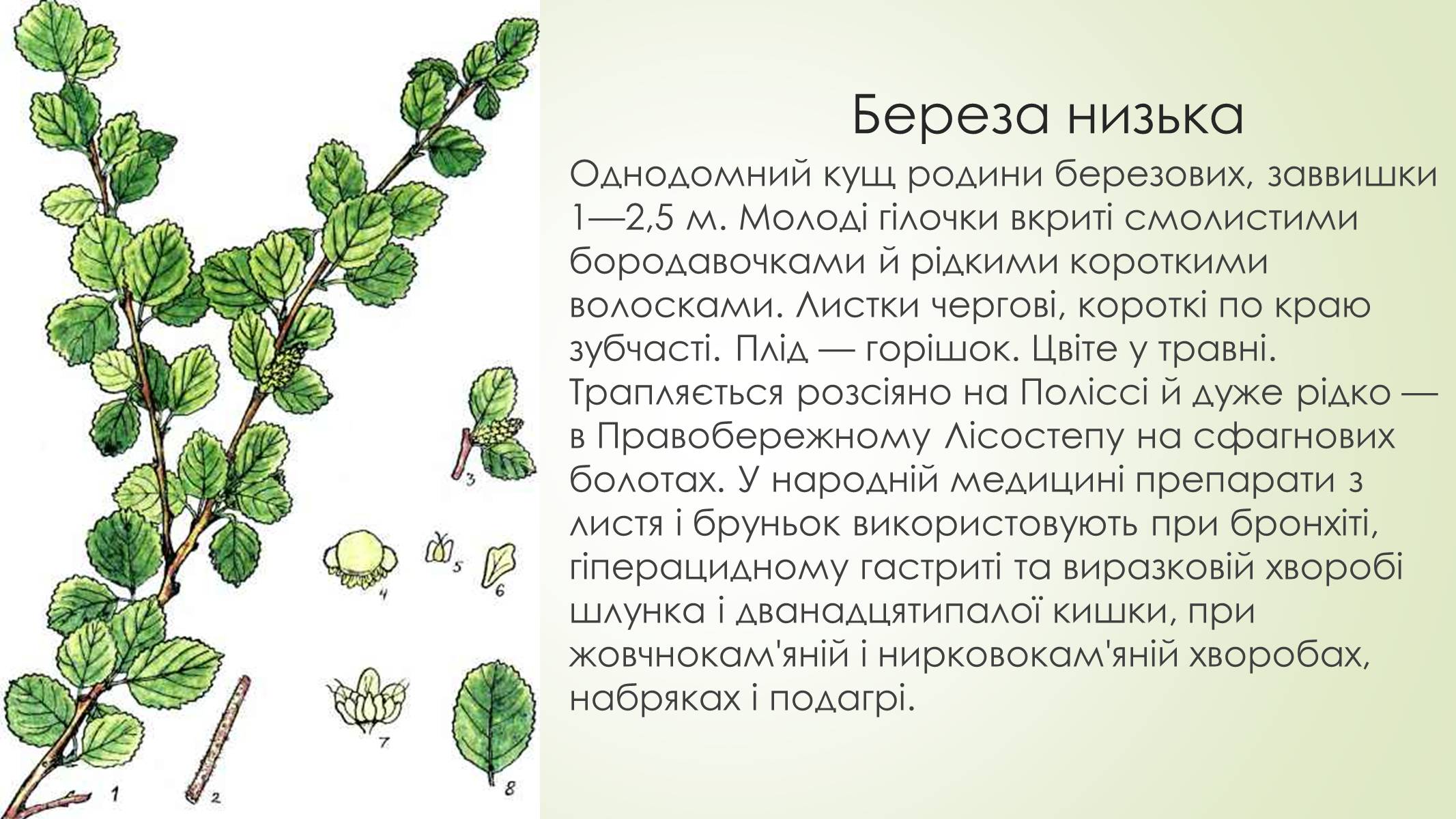 Презентація на тему «Рослини і тварини Сумщини занесені до Червоної книги України» - Слайд #7