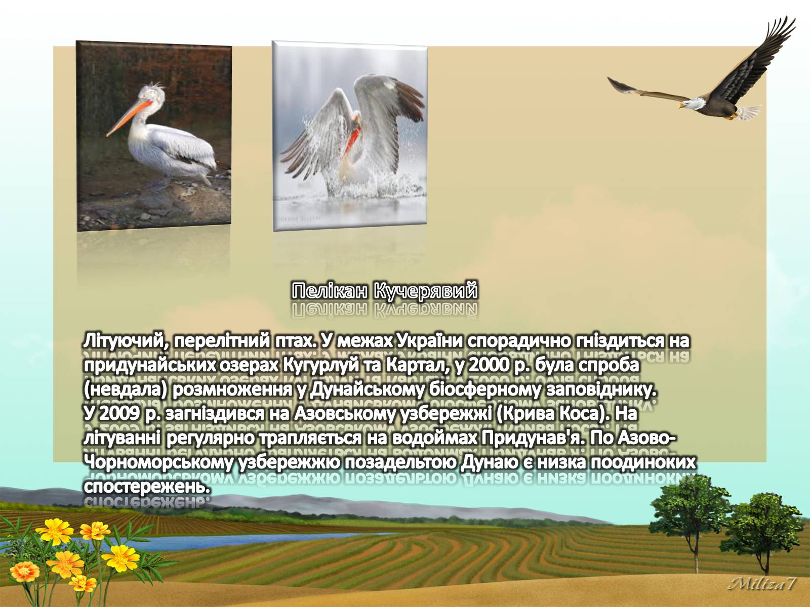 Презентація на тему «Птахи занесені в Червону книгу України» - Слайд #10