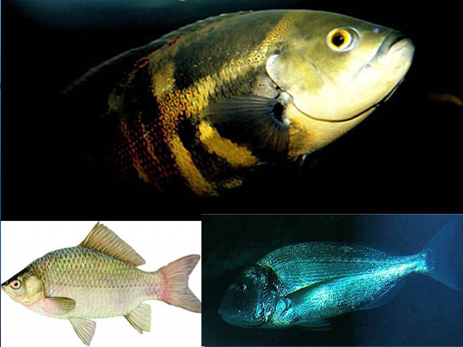 Презентація на тему «Різноманітність кісткових риб» (варіант 1) - Слайд #8