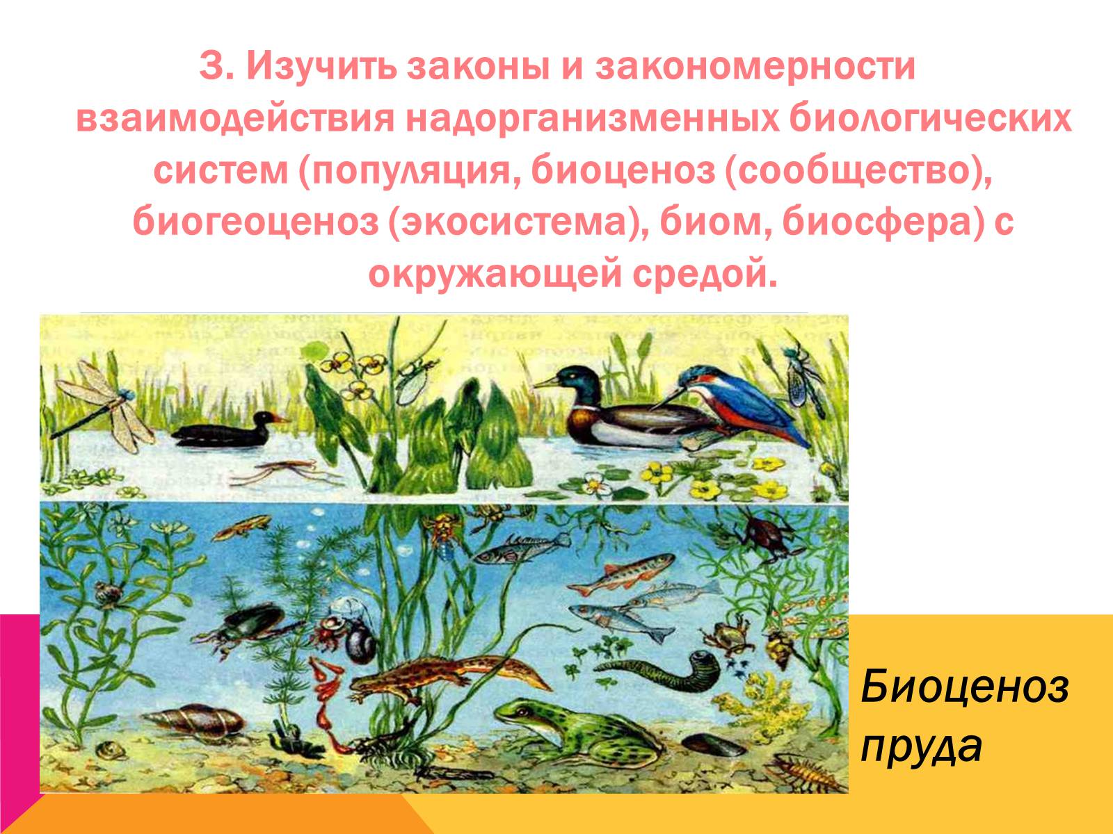 Презентація на тему «Экология, как наука: ее предмет и задачи» - Слайд #9