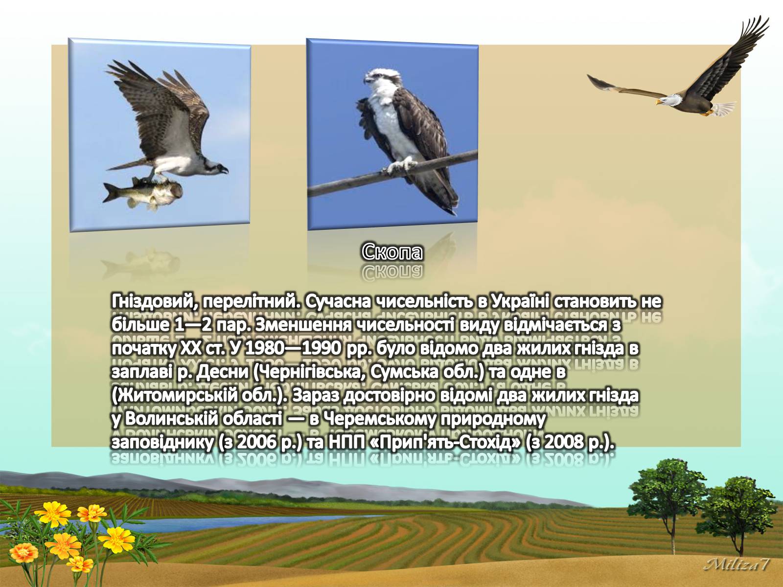 Презентація на тему «Птахи занесені в Червону книгу України» - Слайд #16