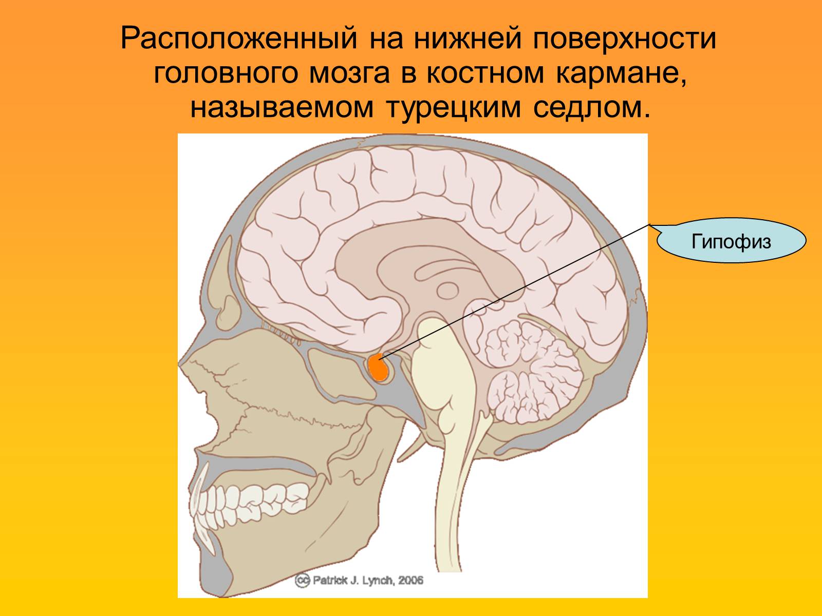 Гипофиз в голове. Гипофиз головного мозга. Гипофиз расположение. Расположение гипофиза в головном мозге. Расположение гипофиза в головном мозге анатомия.