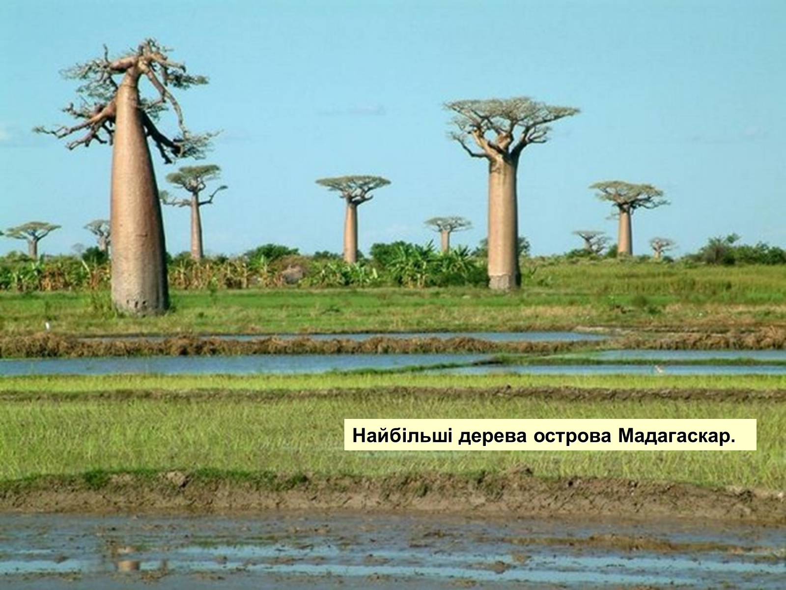Презентація на тему «Мадагаскар» (варіант 1) - Слайд #21