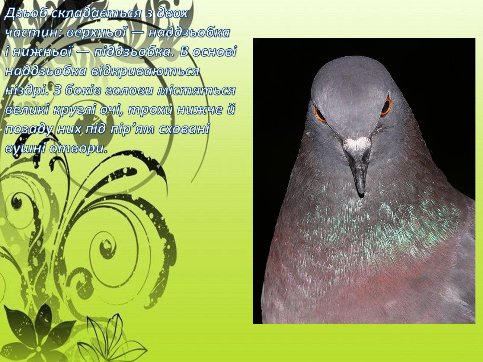Презентація на тему «Зовнішня будова птахів» - Слайд #4