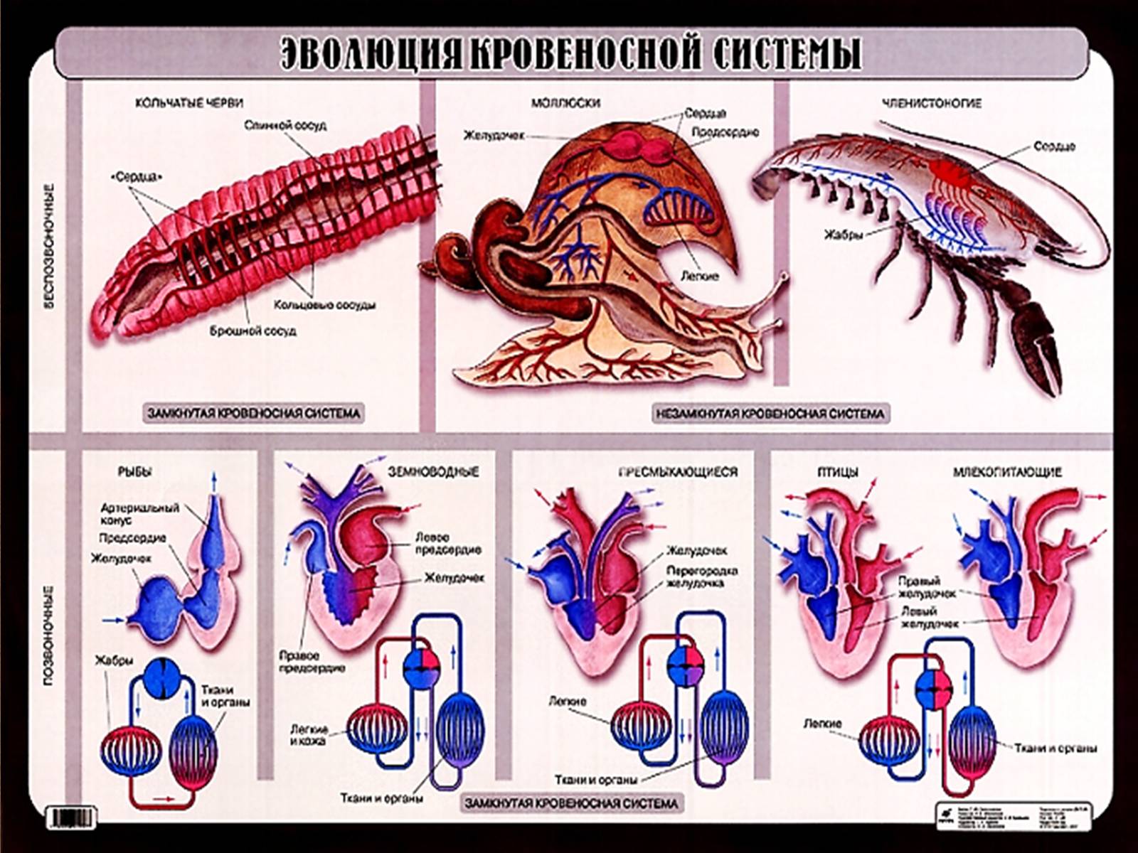 Презентація на тему «Еволюція систем органів» - Слайд #5