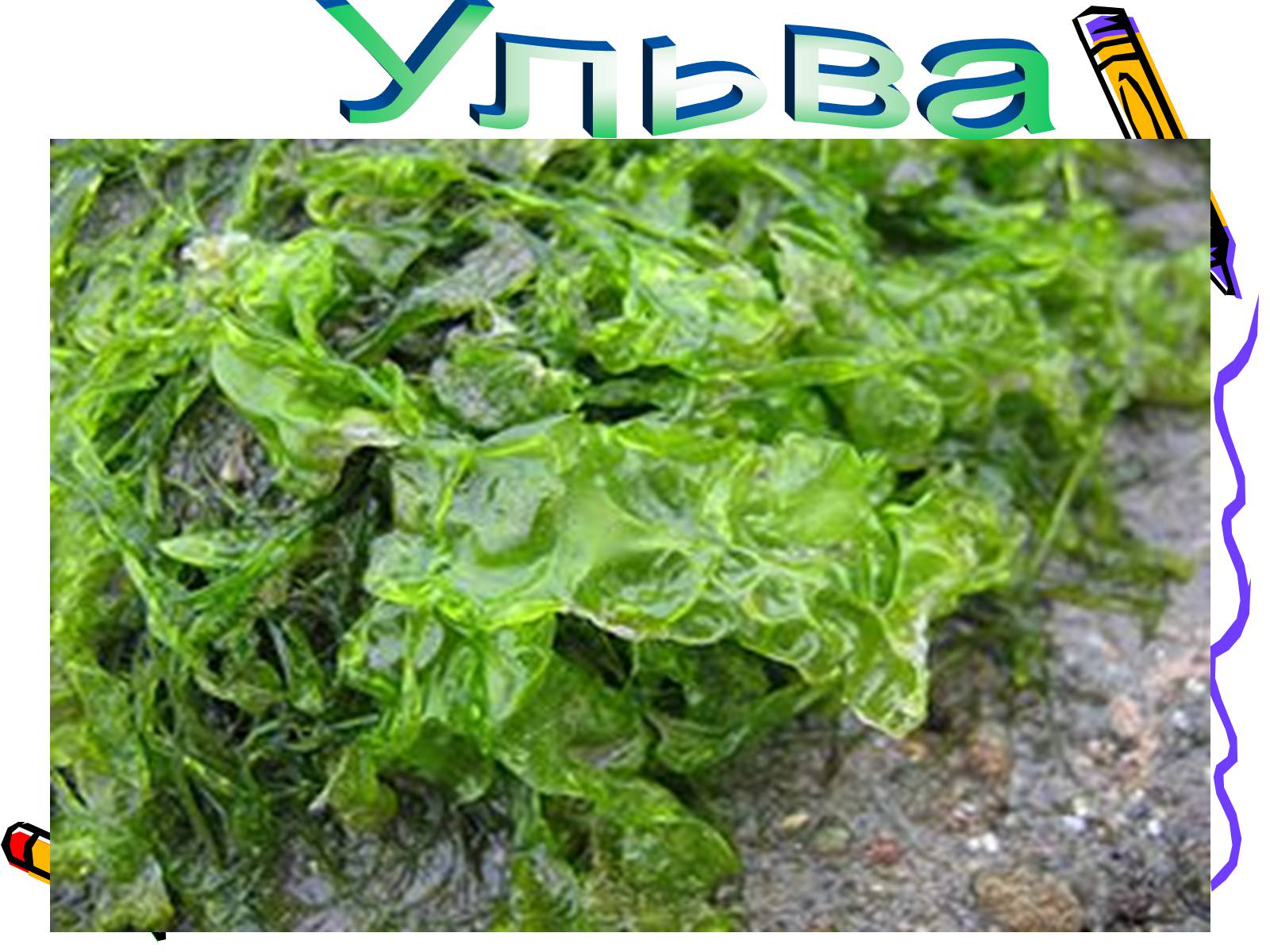 Зелёные водоросли съедобные название
