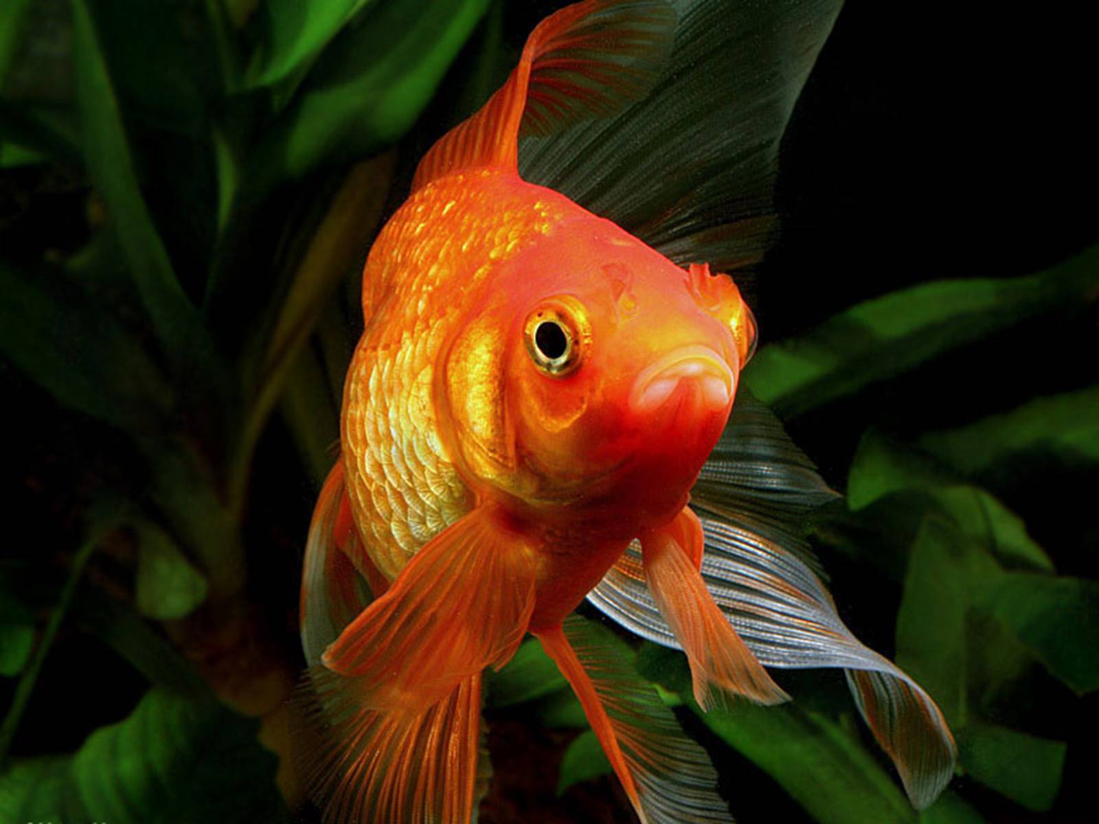 золотая рыбка для аквариума название фото